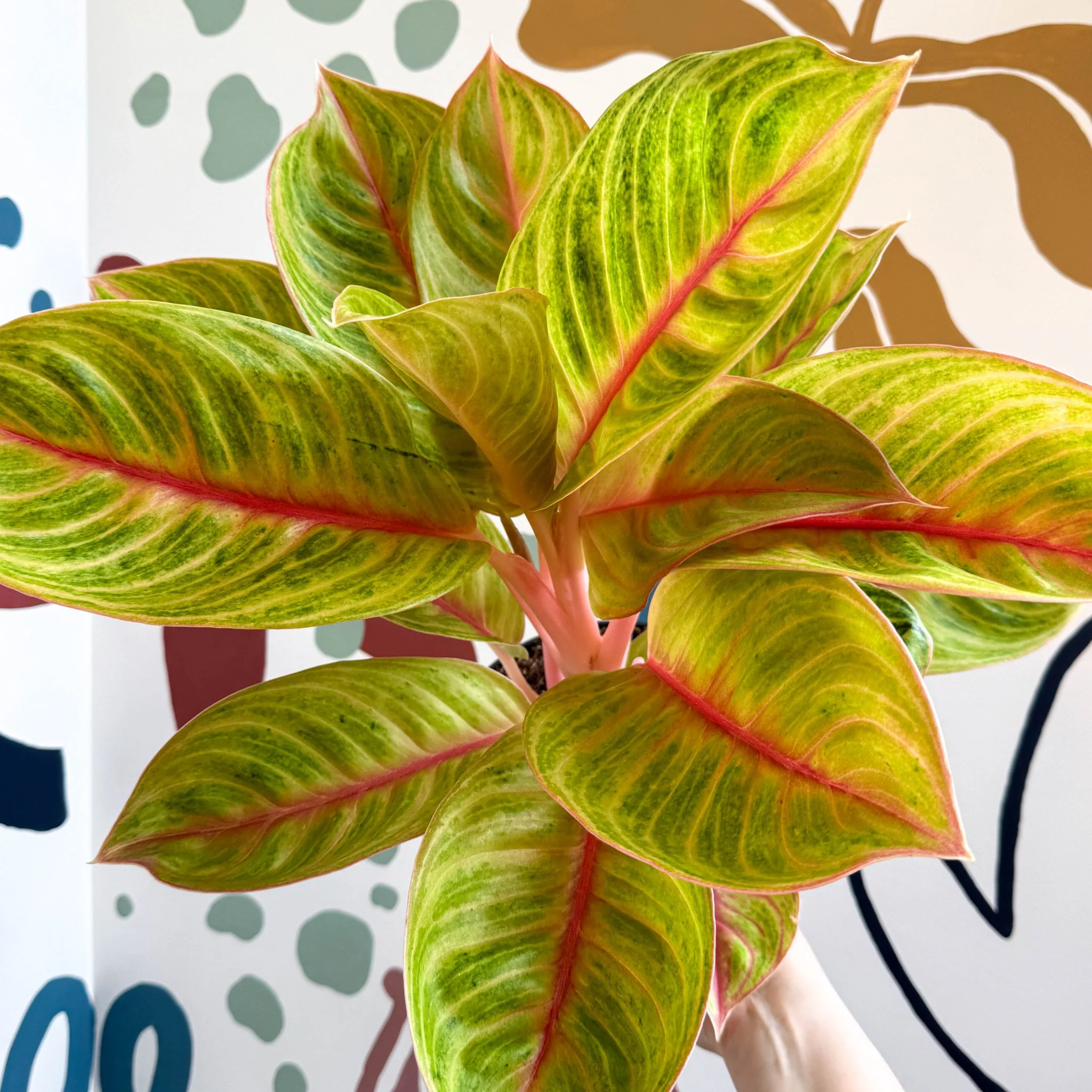 Aglaonema 'Eyecatcher' - Chinese Evergreen - Image 10