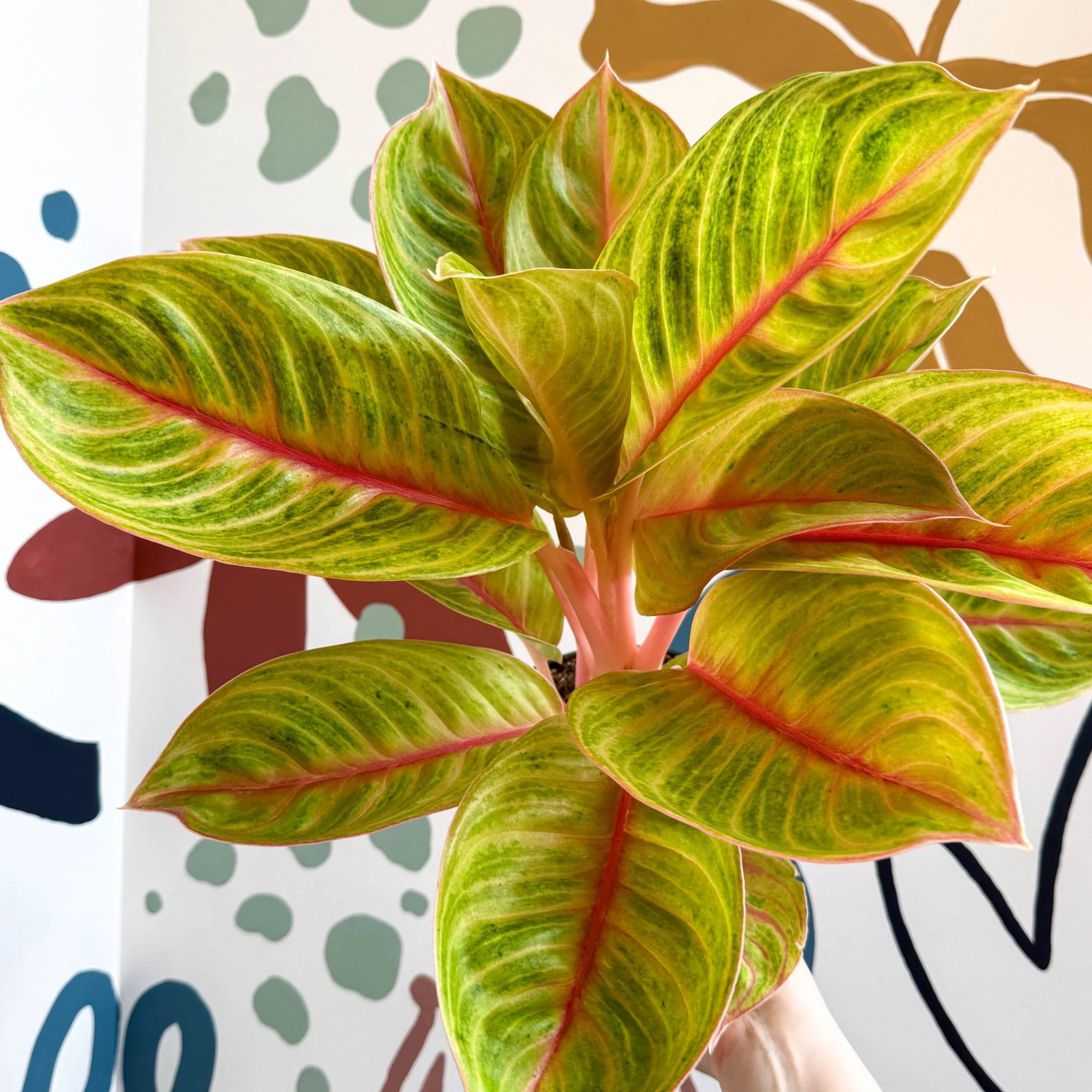 Aglaonema 'Eyecatcher' - Chinese Evergreen - Image 11