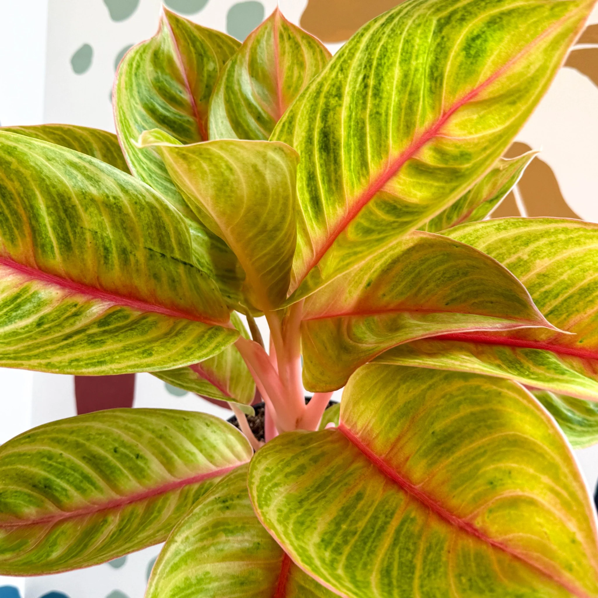 Aglaonema 'Eyecatcher' - Chinese Evergreen - Image 12