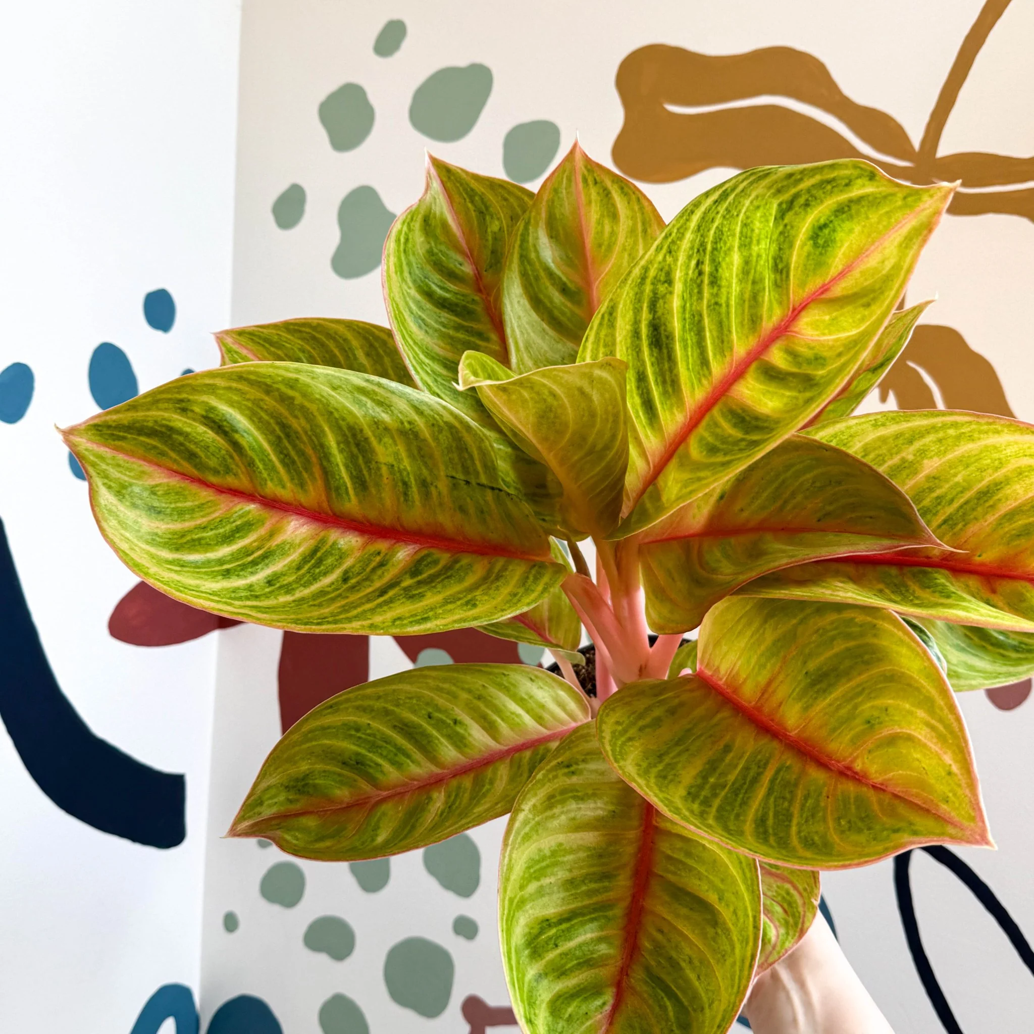 Aglaonema 'Eyecatcher' - Chinese Evergreen - Image 13