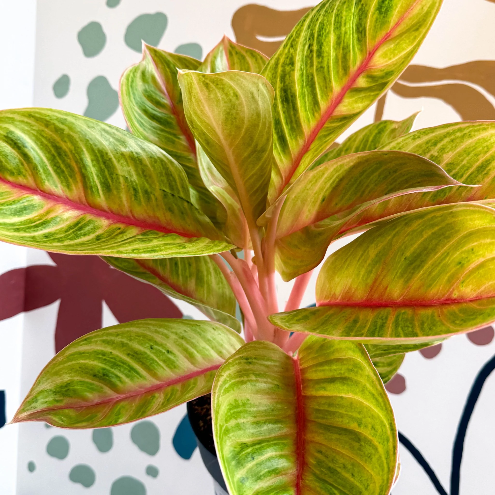 Aglaonema 'Eyecatcher' - Chinese Evergreen - Image 14