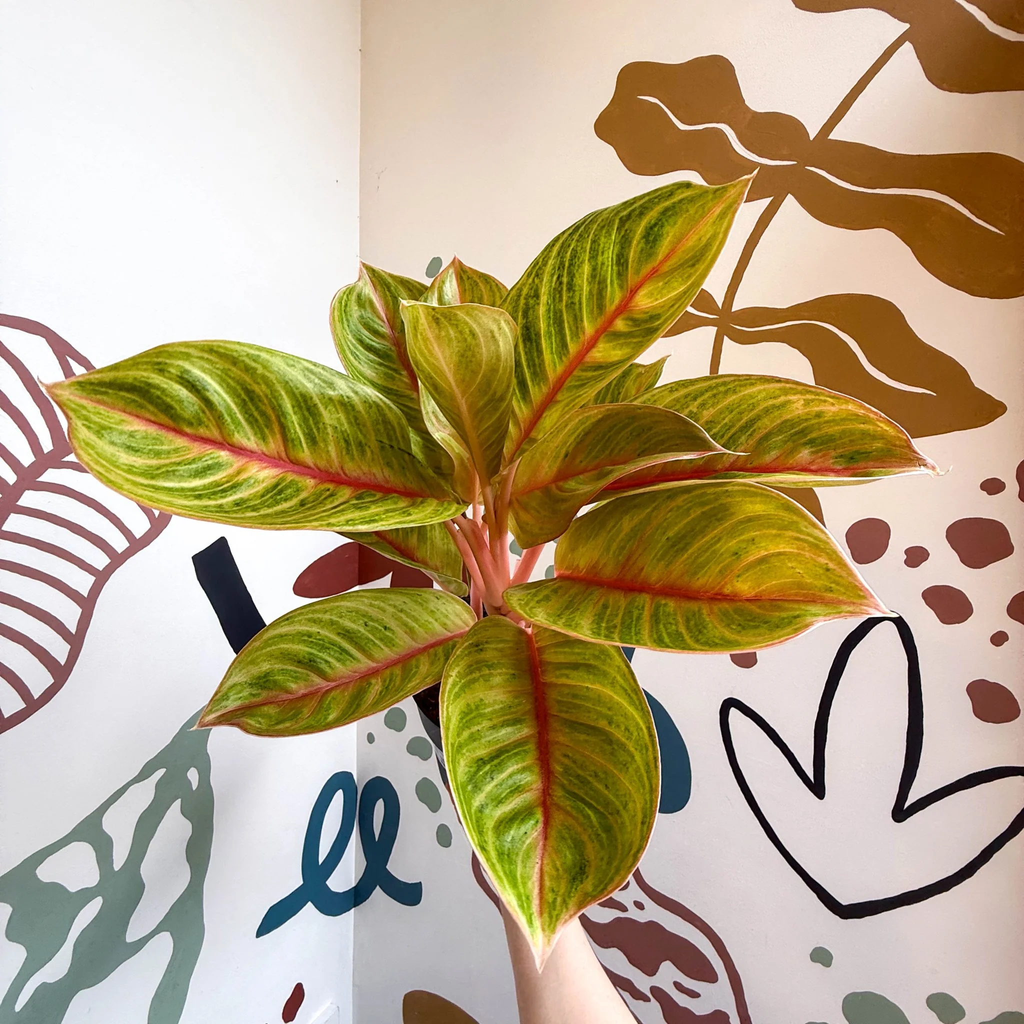 Aglaonema 'Eyecatcher' - Chinese Evergreen - Image 15
