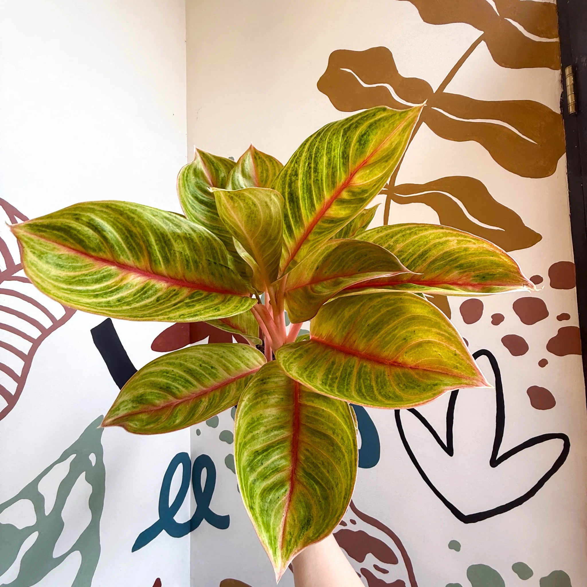 Aglaonema 'Eyecatcher' - Chinese Evergreen - Image 16