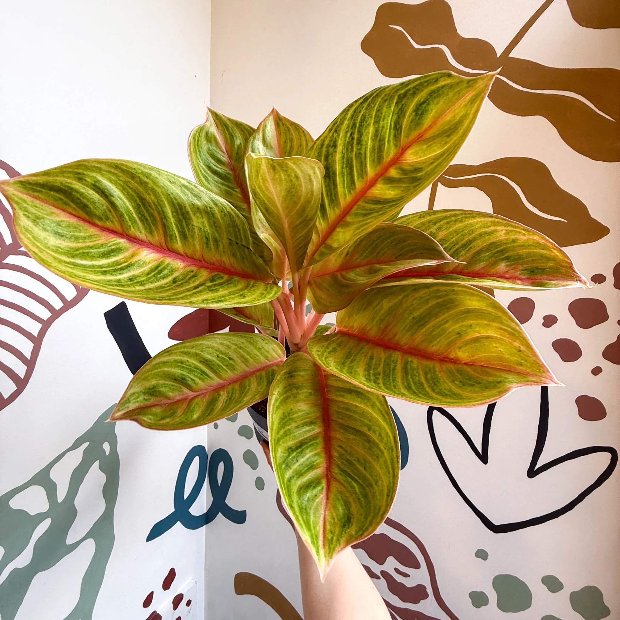 Aglaonema 'Eyecatcher' - Chinese Evergreen - Image 17