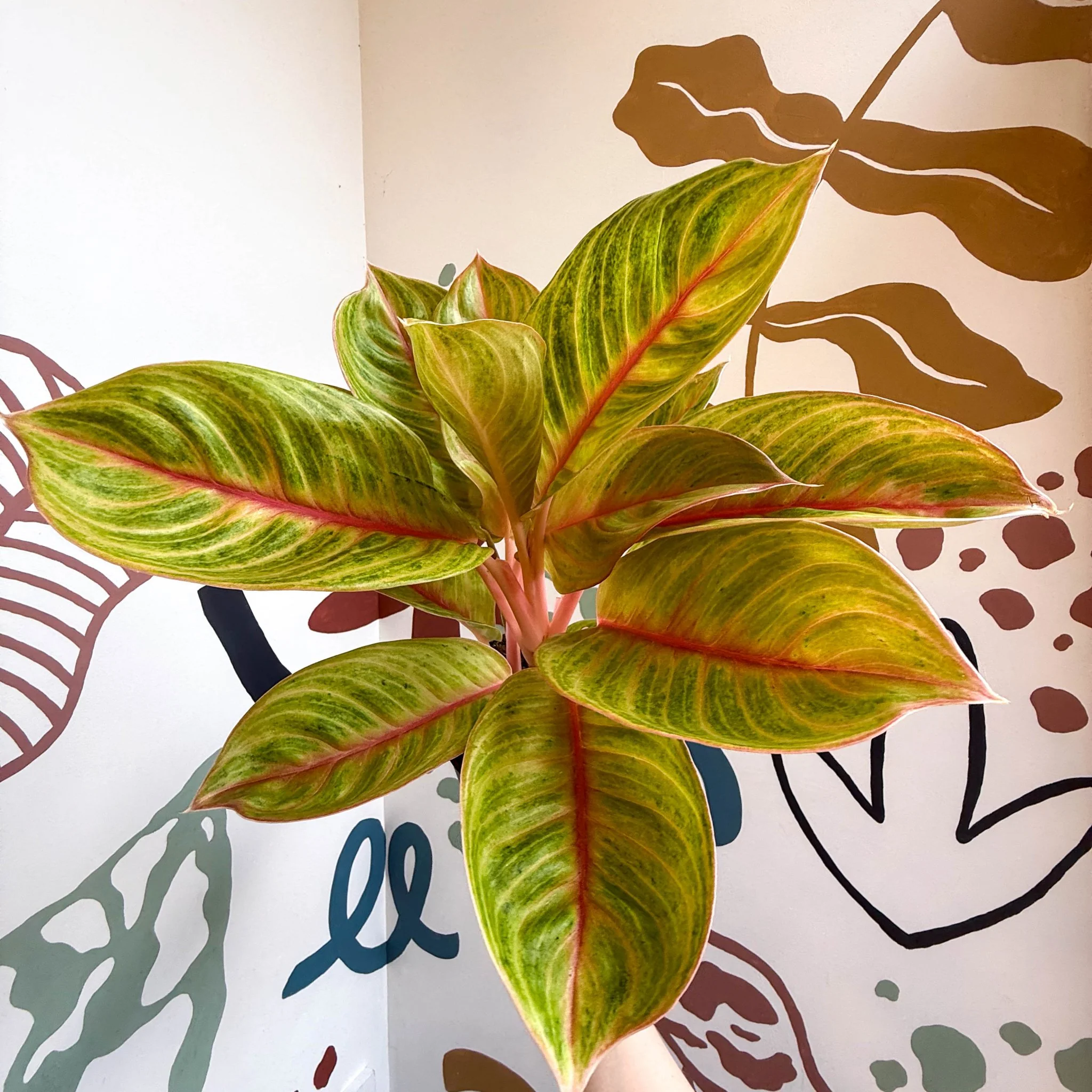 Aglaonema 'Eyecatcher' - Chinese Evergreen - Image 18