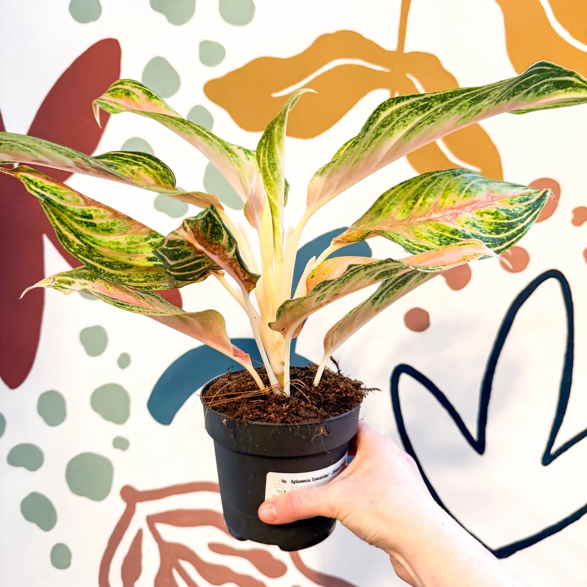 Aglaonema 'Eyecatcher' - Chinese Evergreen - Image 2
