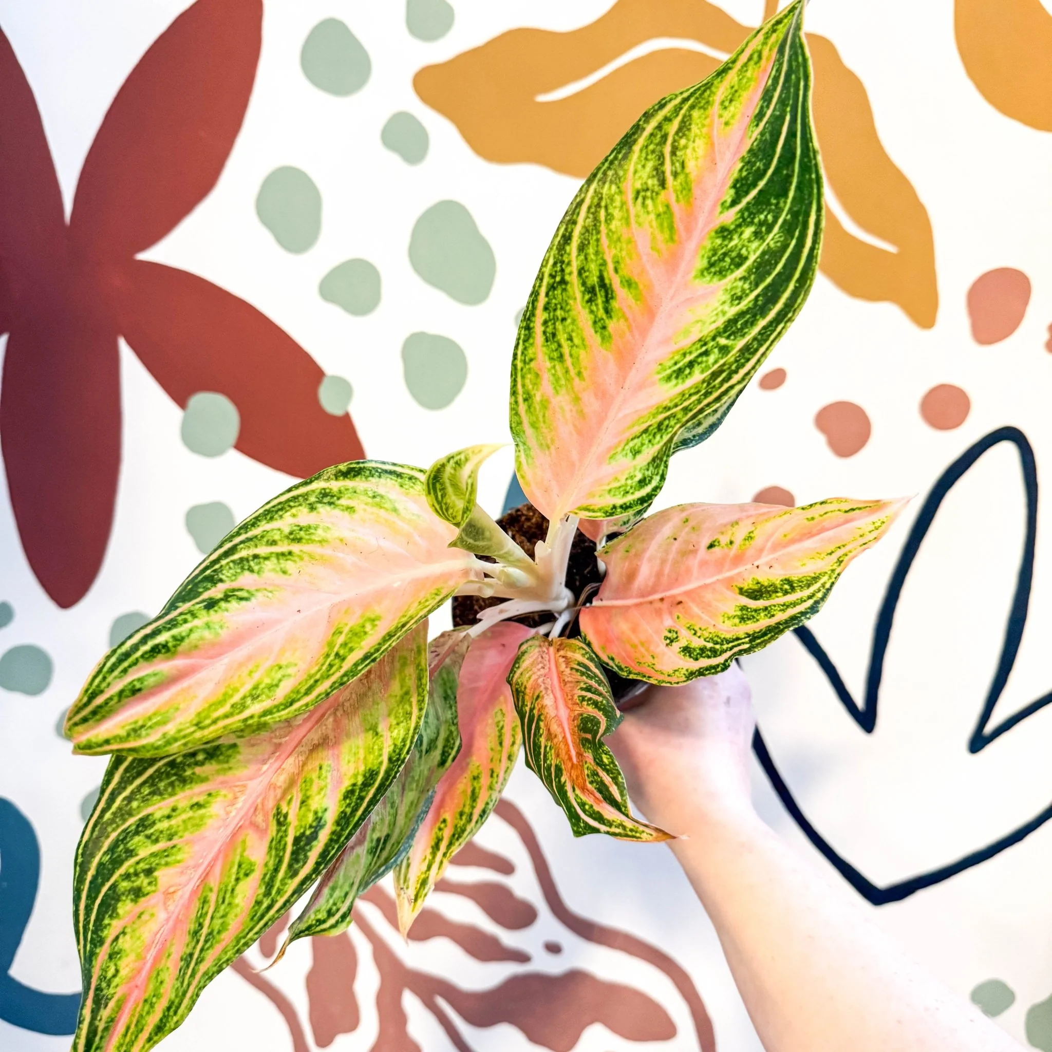 Aglaonema 'Eyecatcher' - Chinese Evergreen - Image 3