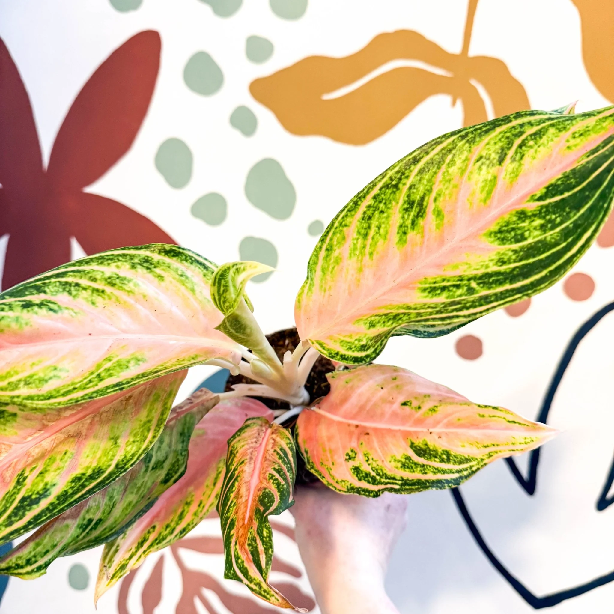 Aglaonema 'Eyecatcher' - Chinese Evergreen - Image 4