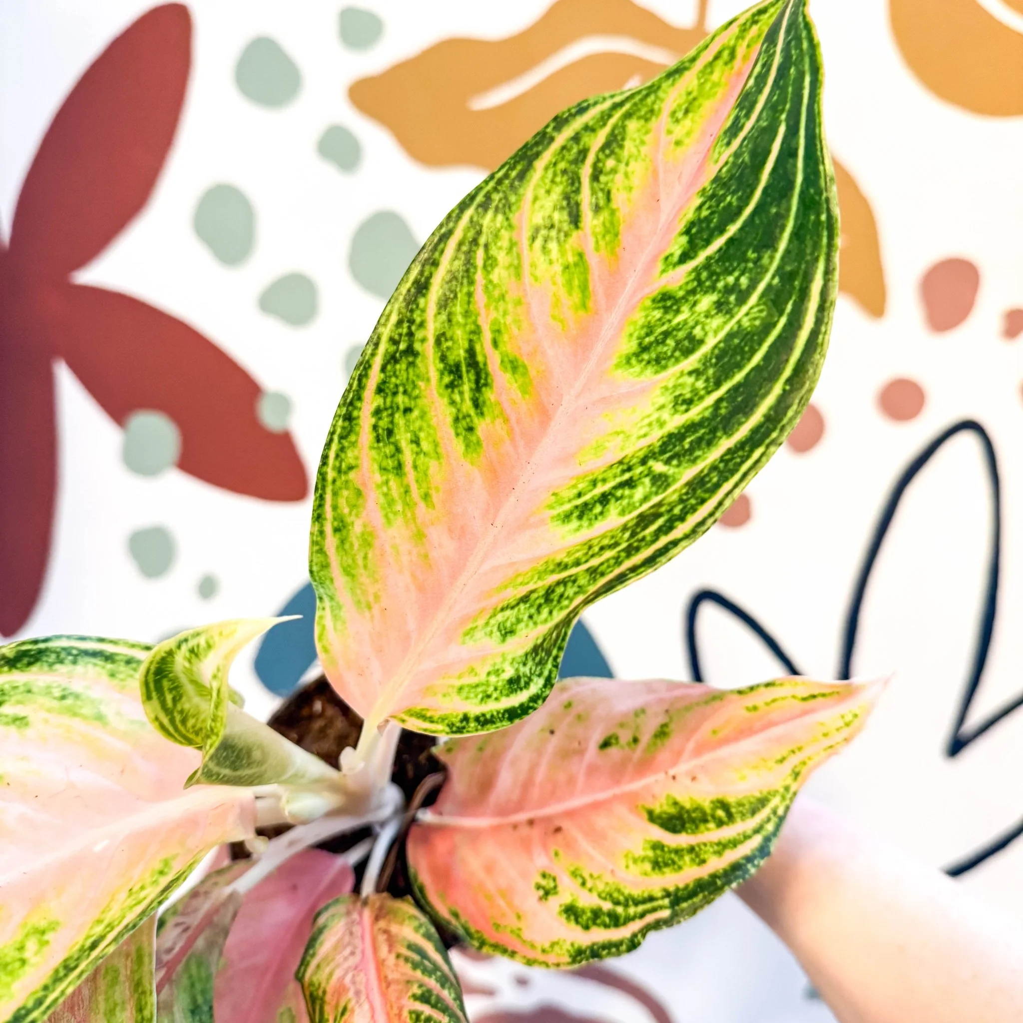 Aglaonema 'Eyecatcher' - Chinese Evergreen - Image 5