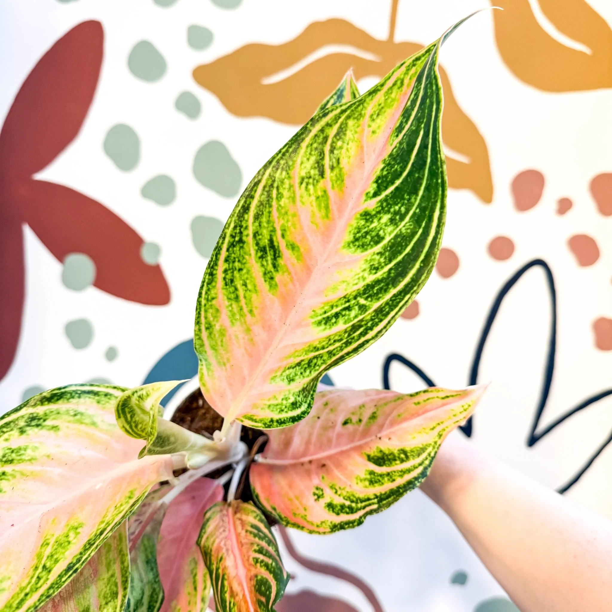 Aglaonema 'Eyecatcher' - Chinese Evergreen - Image 6