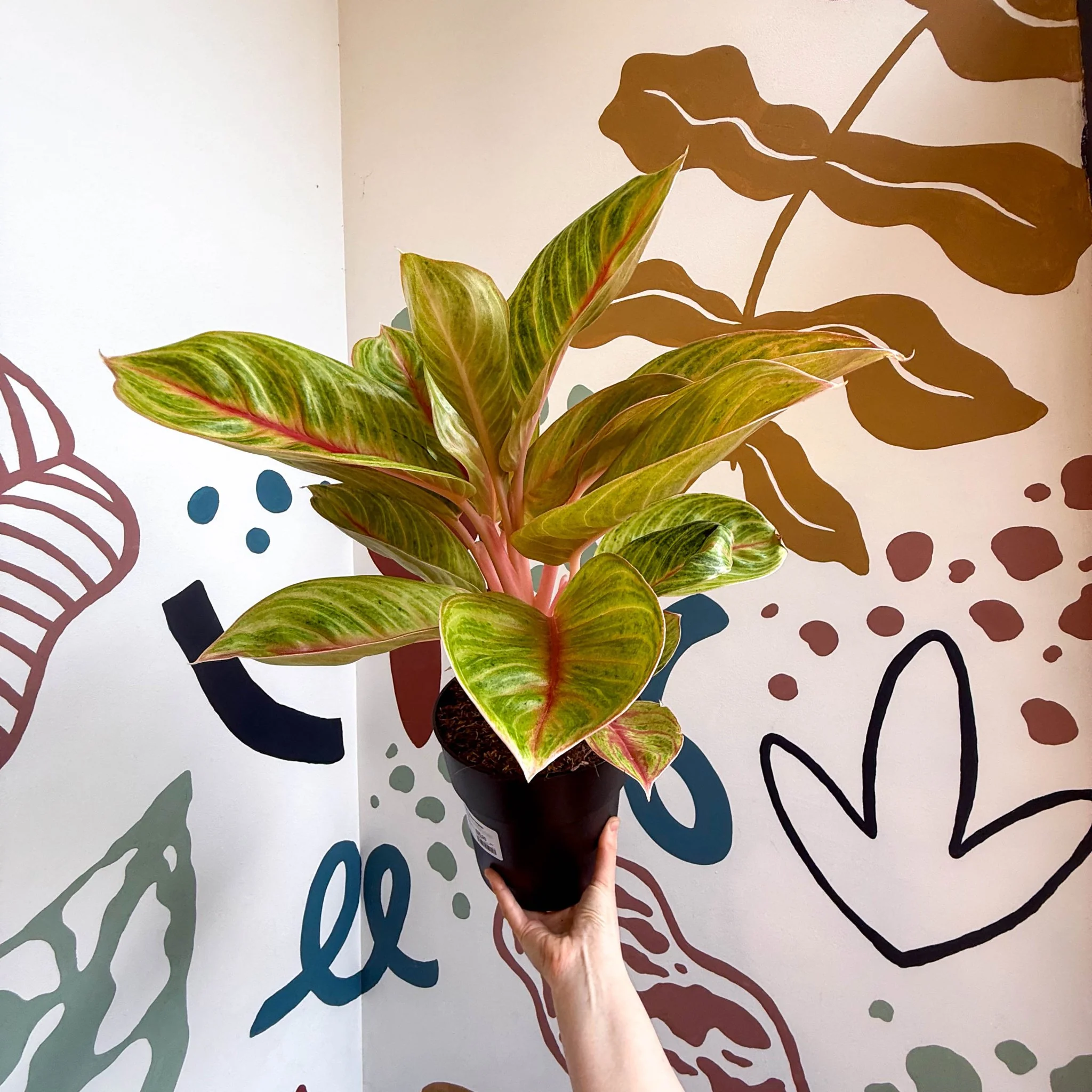 Aglaonema 'Eyecatcher' - Chinese Evergreen - Image 7