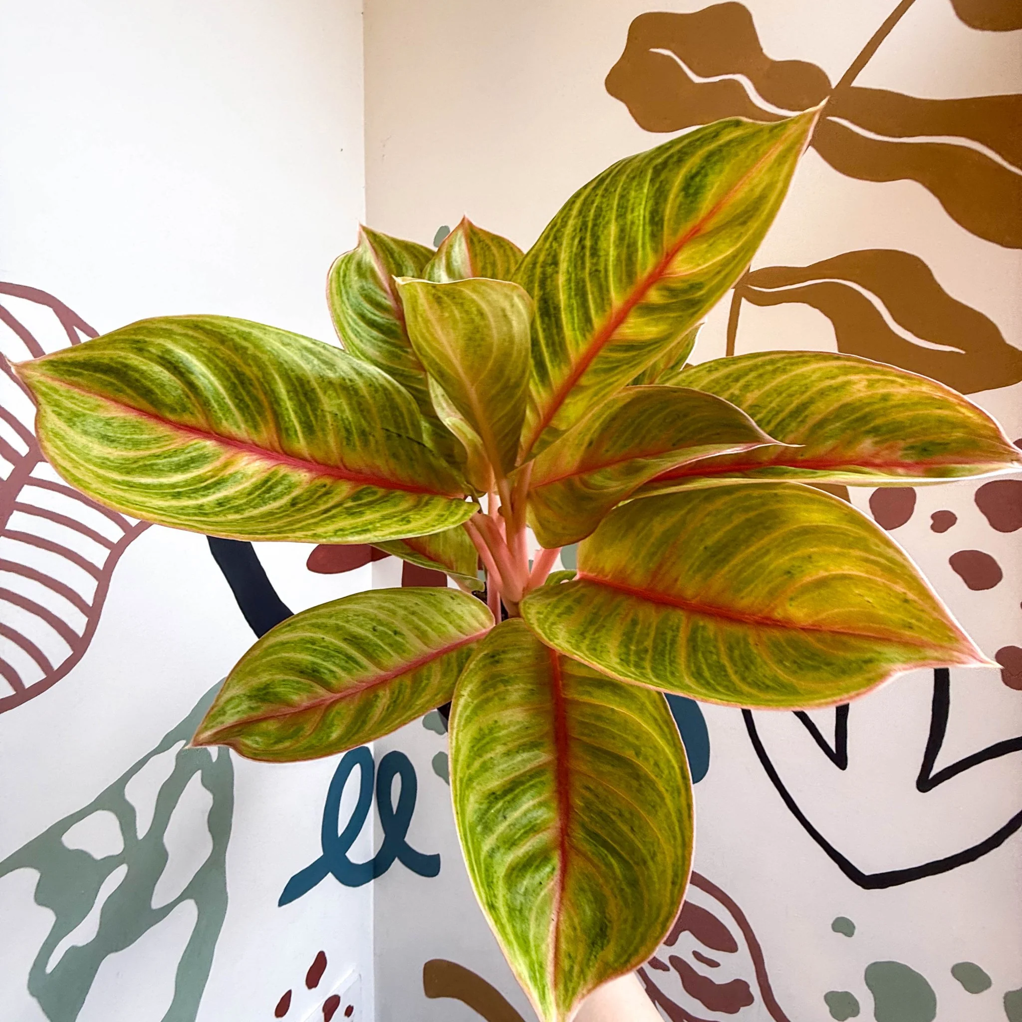Aglaonema 'Eyecatcher' - Chinese Evergreen - Image 8