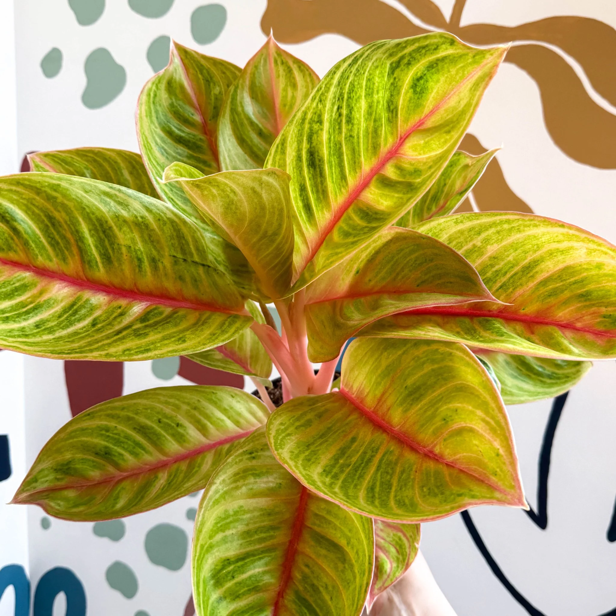 Aglaonema 'Eyecatcher' - Chinese Evergreen - Image 9