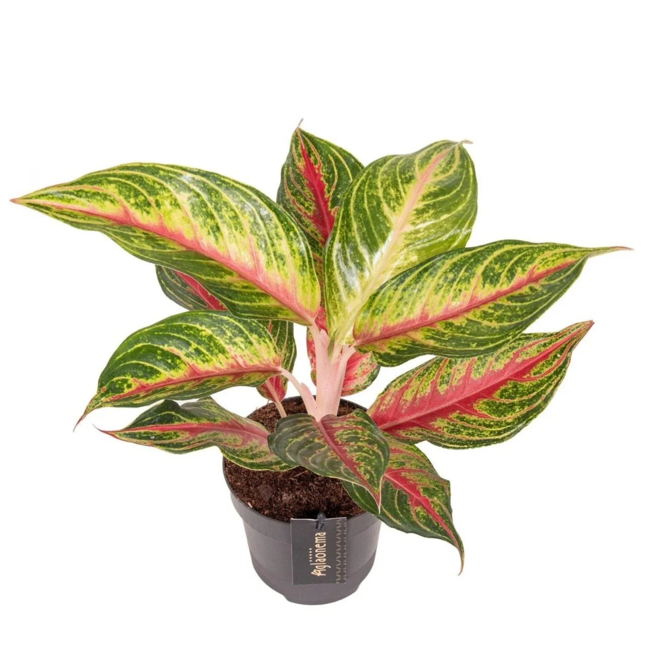 Aglaonema 'Eyecatcher Red' - Chinese Evergreen