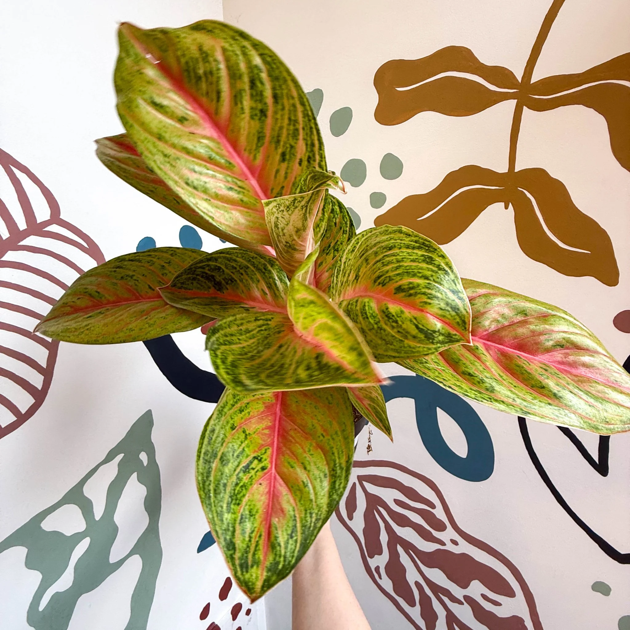Aglaonema 'Grand Blossom' - Chinese Evergreen