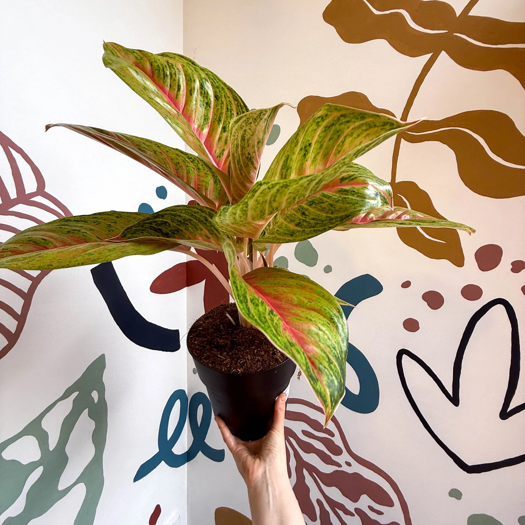 Aglaonema 'Grand Blossom' - Chinese Evergreen - Image 10