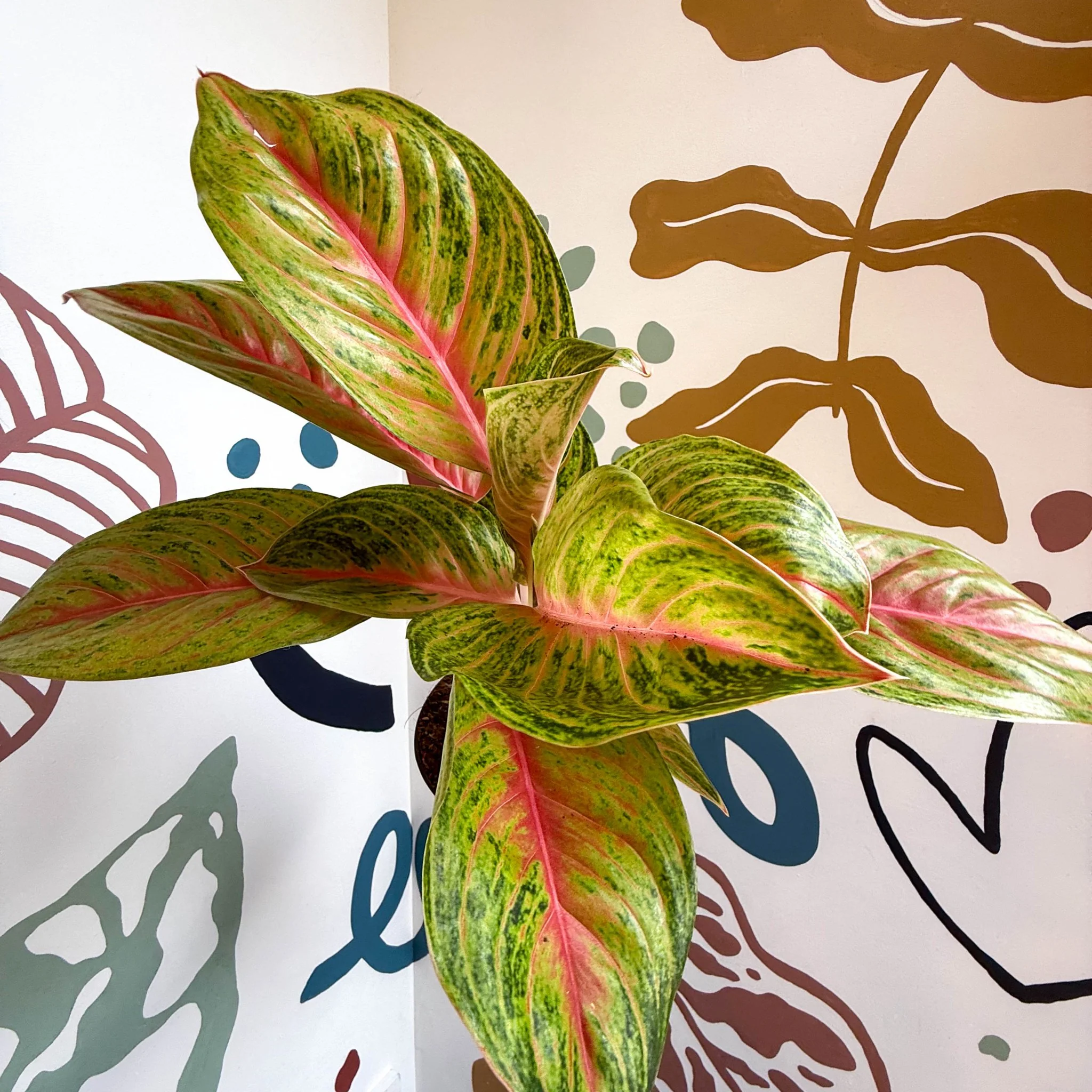 Aglaonema 'Grand Blossom' - Chinese Evergreen - Image 11