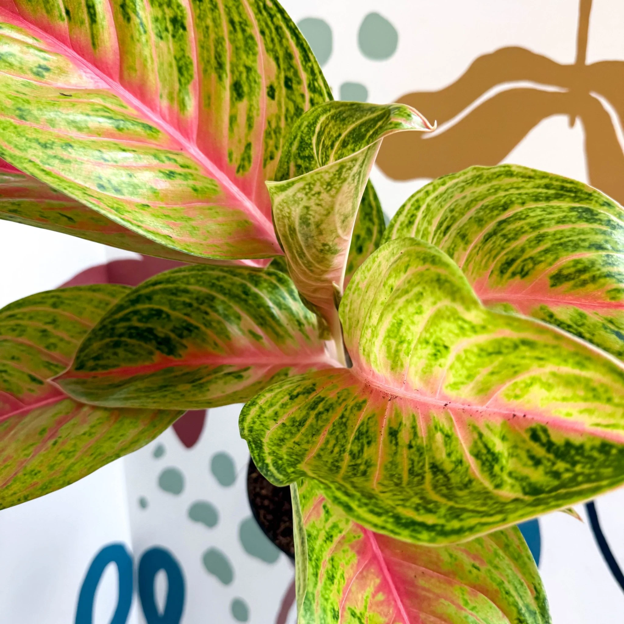 Aglaonema 'Grand Blossom' - Chinese Evergreen - Image 2