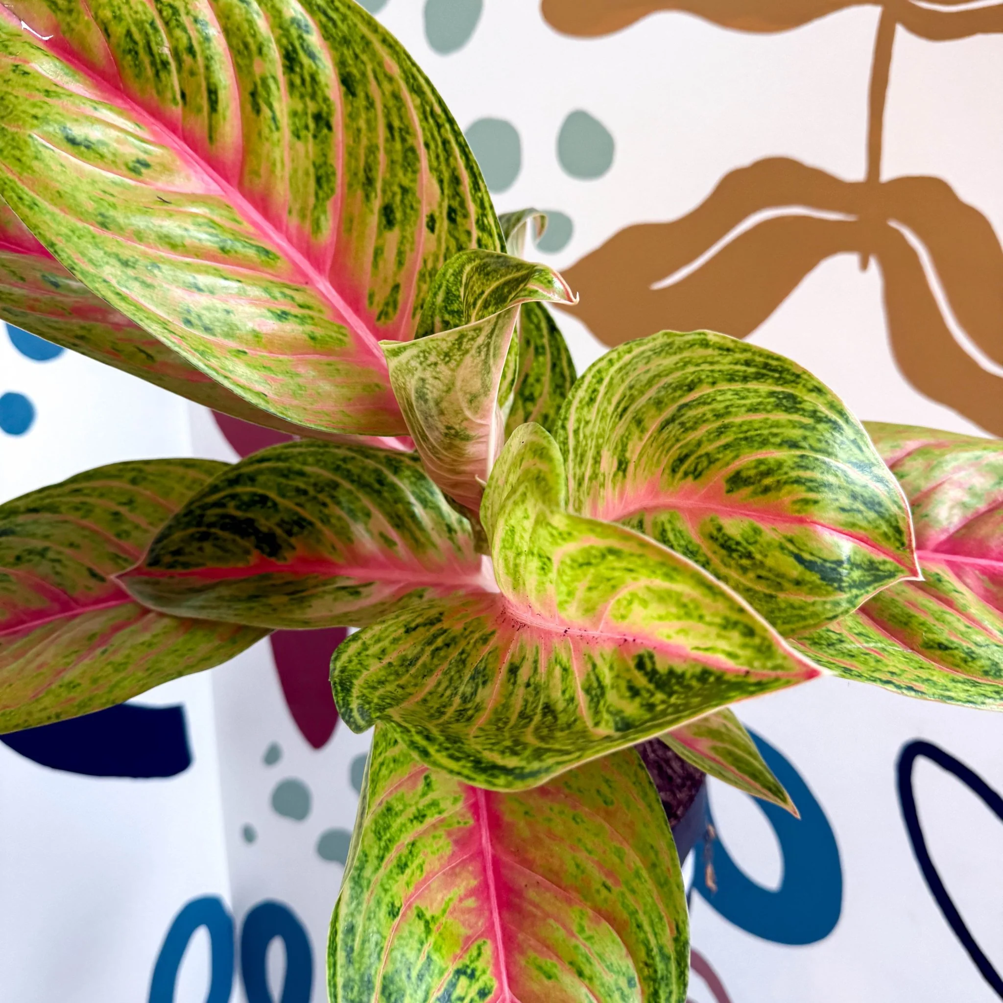 Aglaonema 'Grand Blossom' - Chinese Evergreen - Image 3