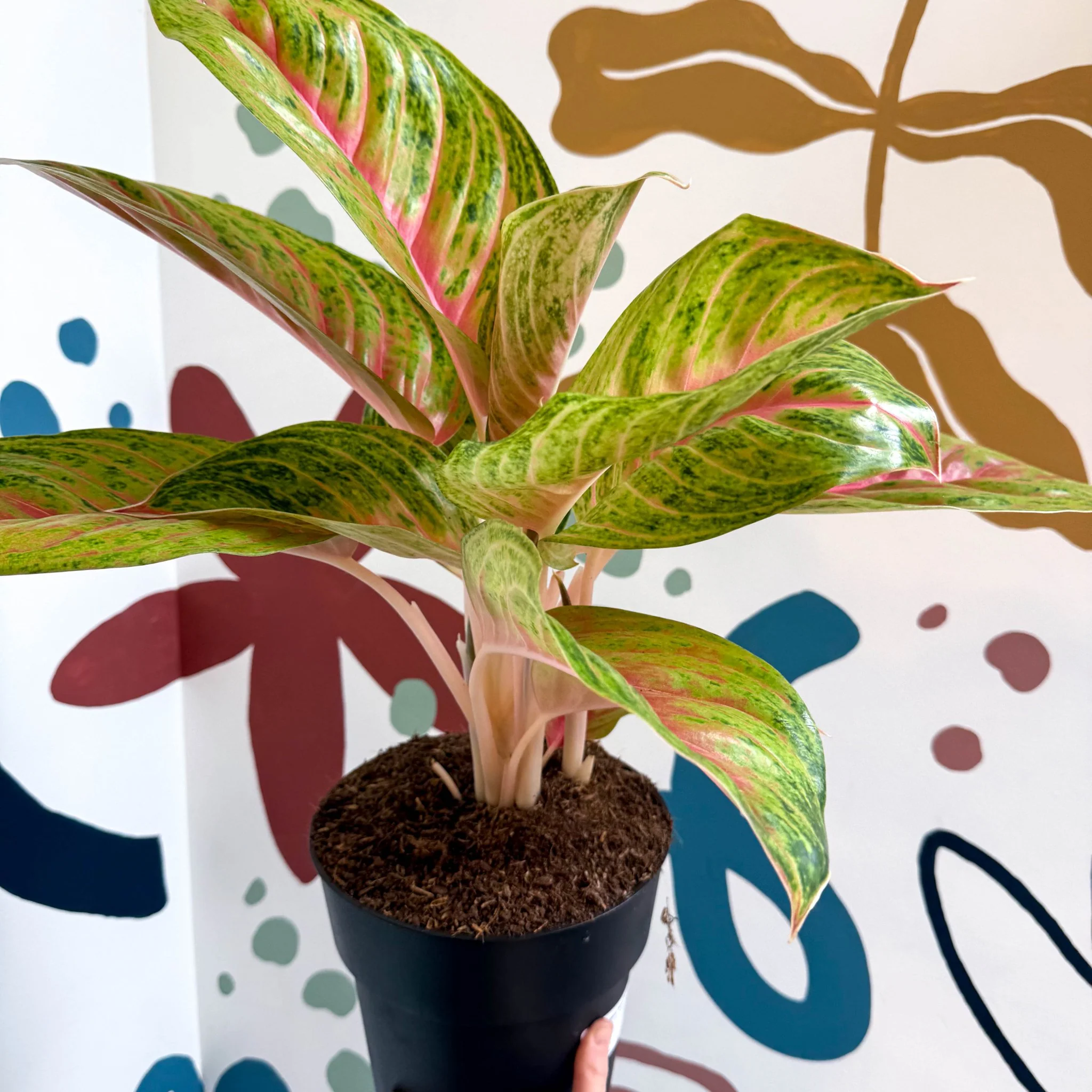 Aglaonema 'Grand Blossom' - Chinese Evergreen - Image 4