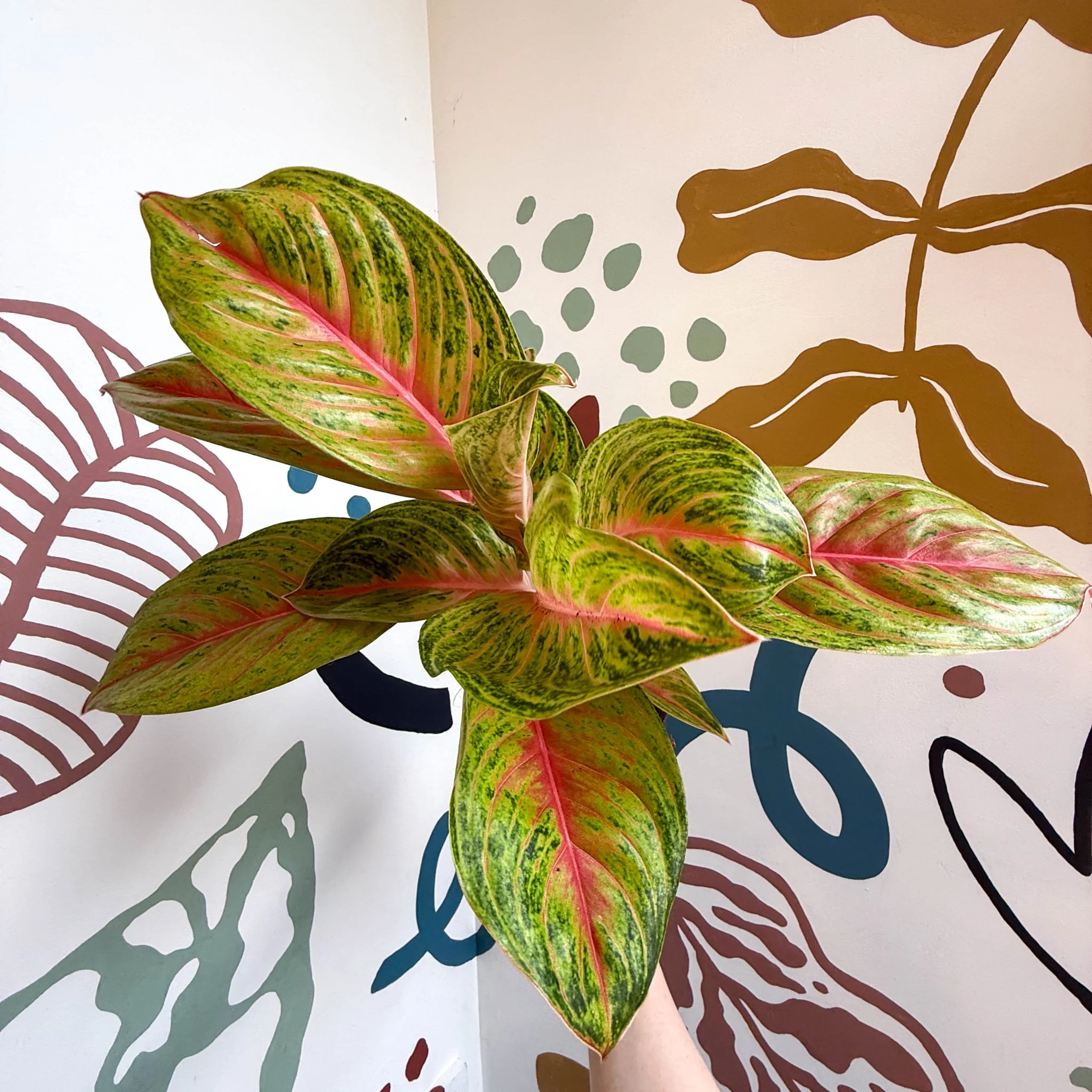 Aglaonema 'Grand Blossom' - Chinese Evergreen - Image 5
