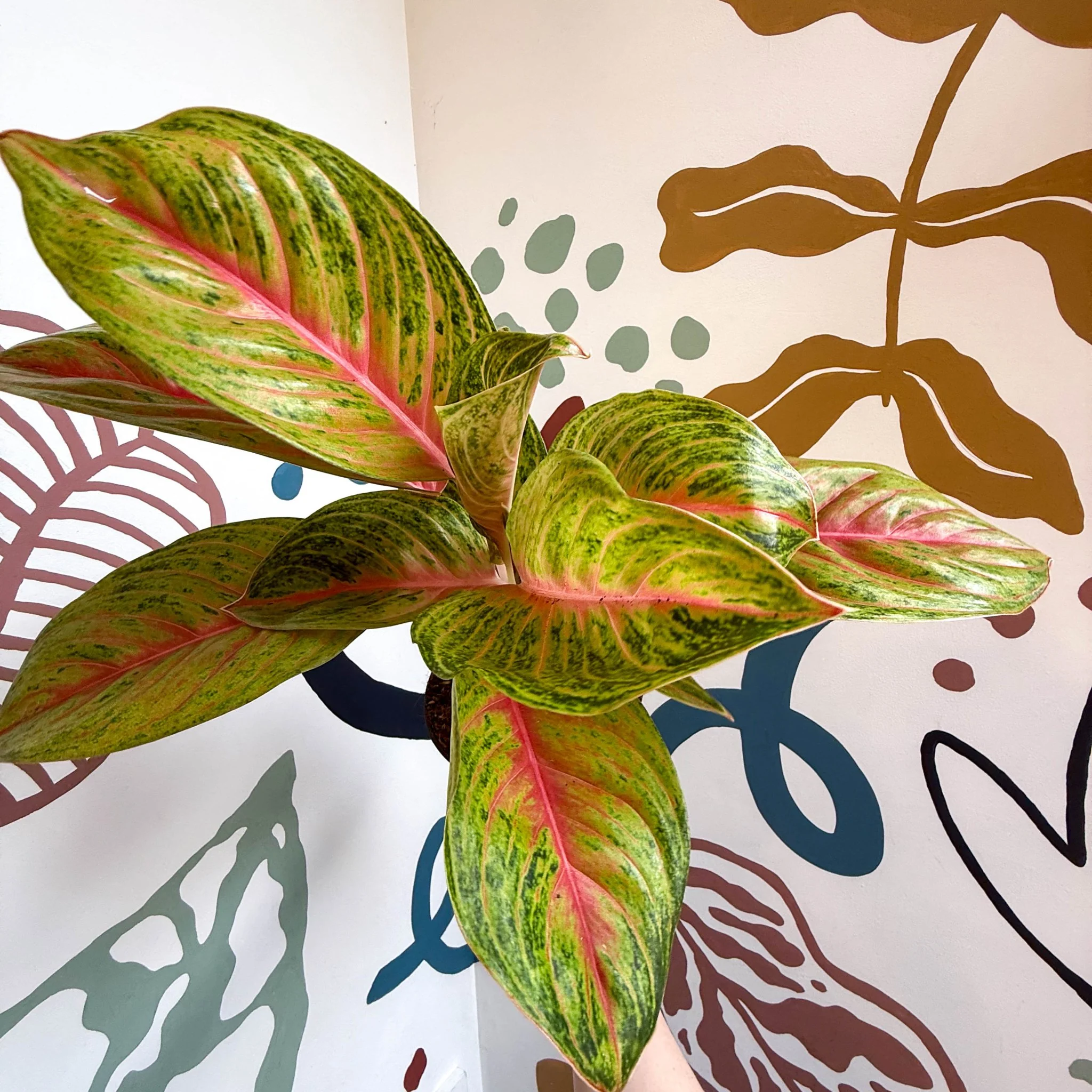 Aglaonema 'Grand Blossom' - Chinese Evergreen - Image 6