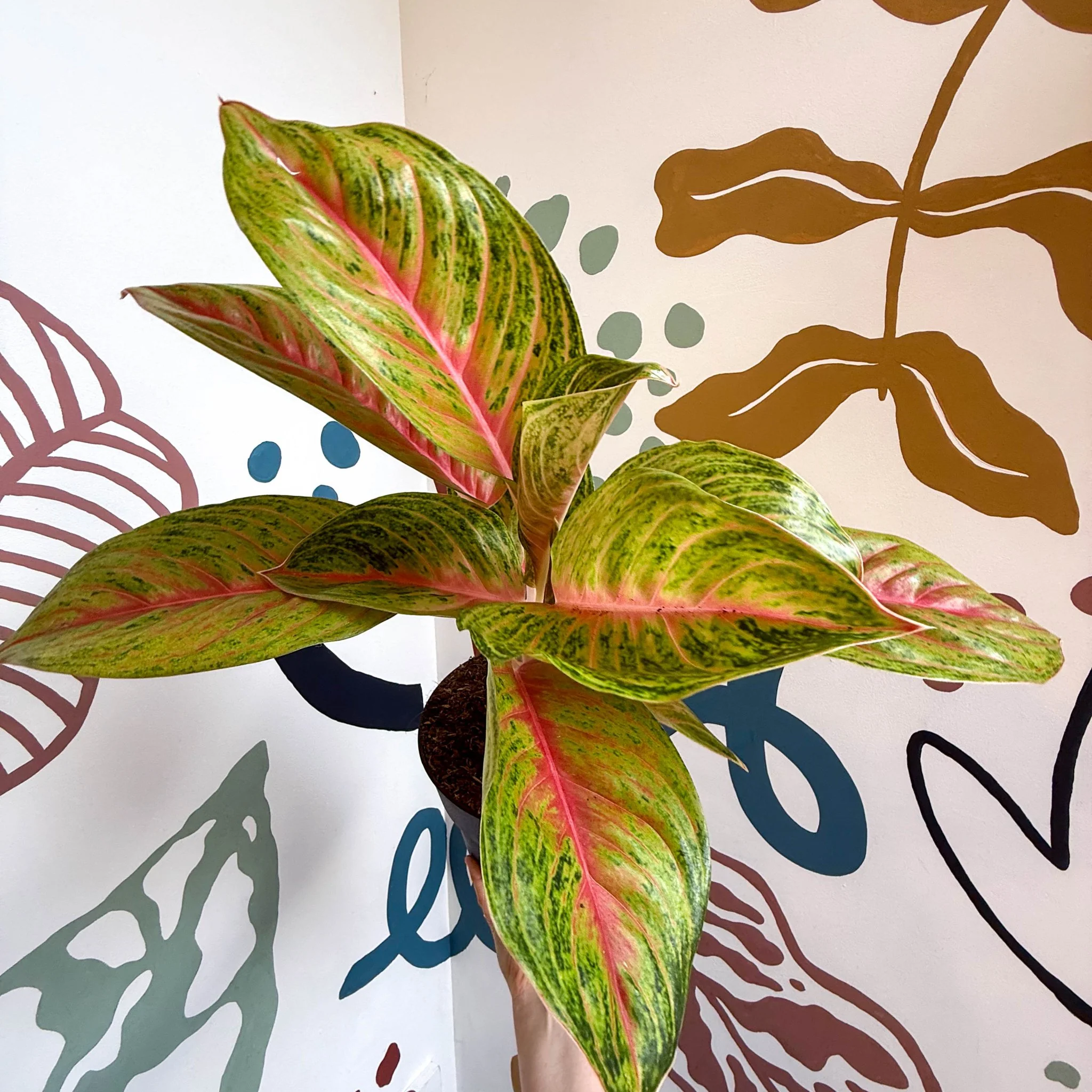 Aglaonema 'Grand Blossom' - Chinese Evergreen - Image 7