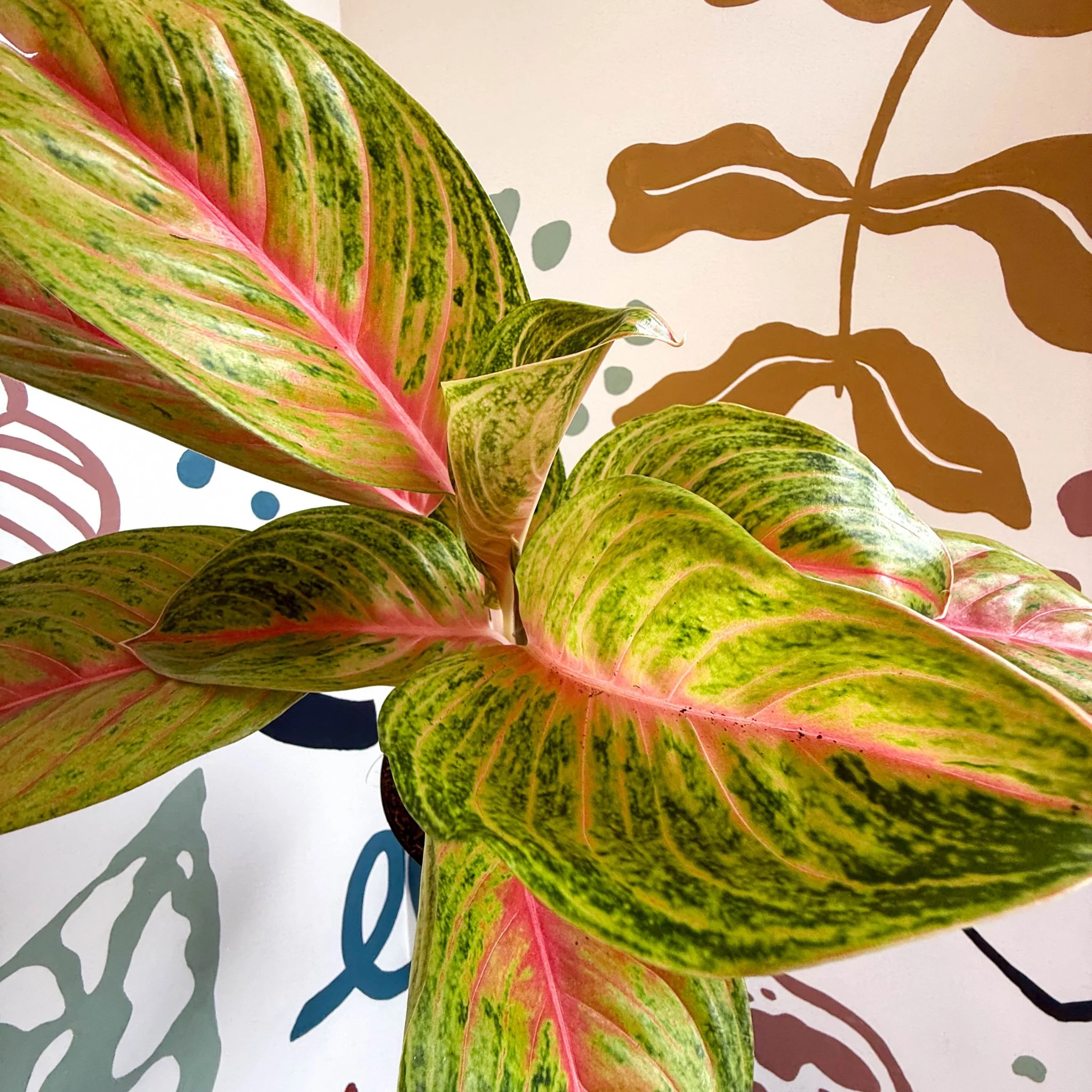 Aglaonema 'Grand Blossom' - Chinese Evergreen - Image 9