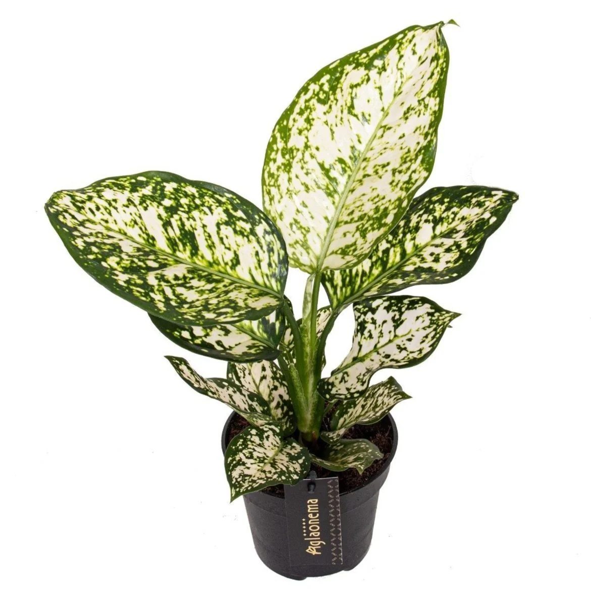 Aglaonema ‘Ivory Jade' - Chinese Evergreen