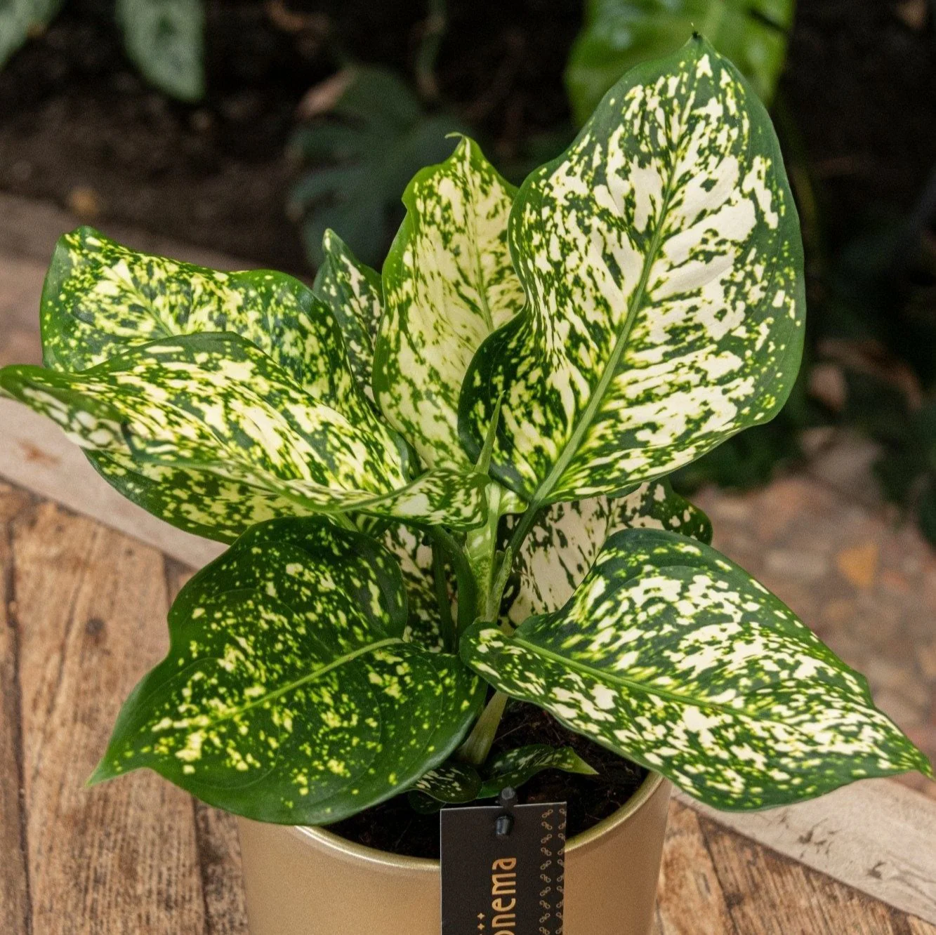 Aglaonema ‘Ivory Jade' - Chinese Evergreen - Image 2