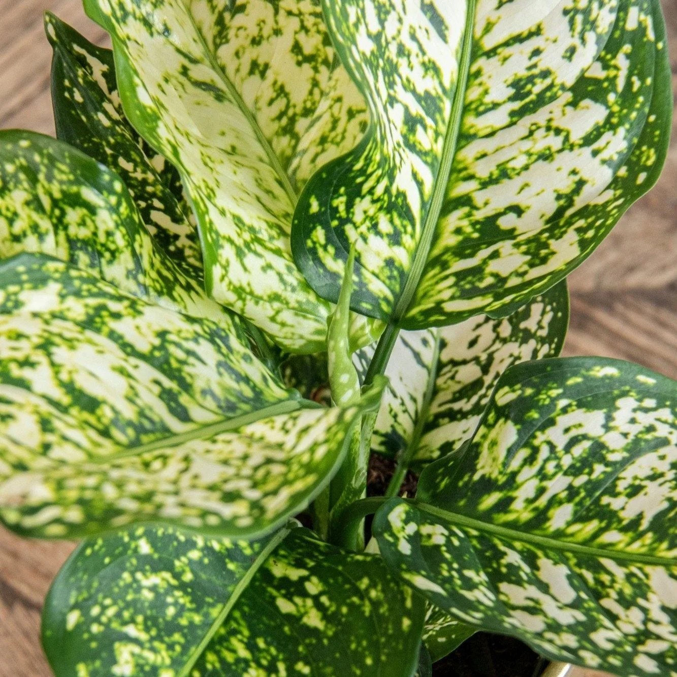 Aglaonema ‘Ivory Jade' - Chinese Evergreen - Image 3
