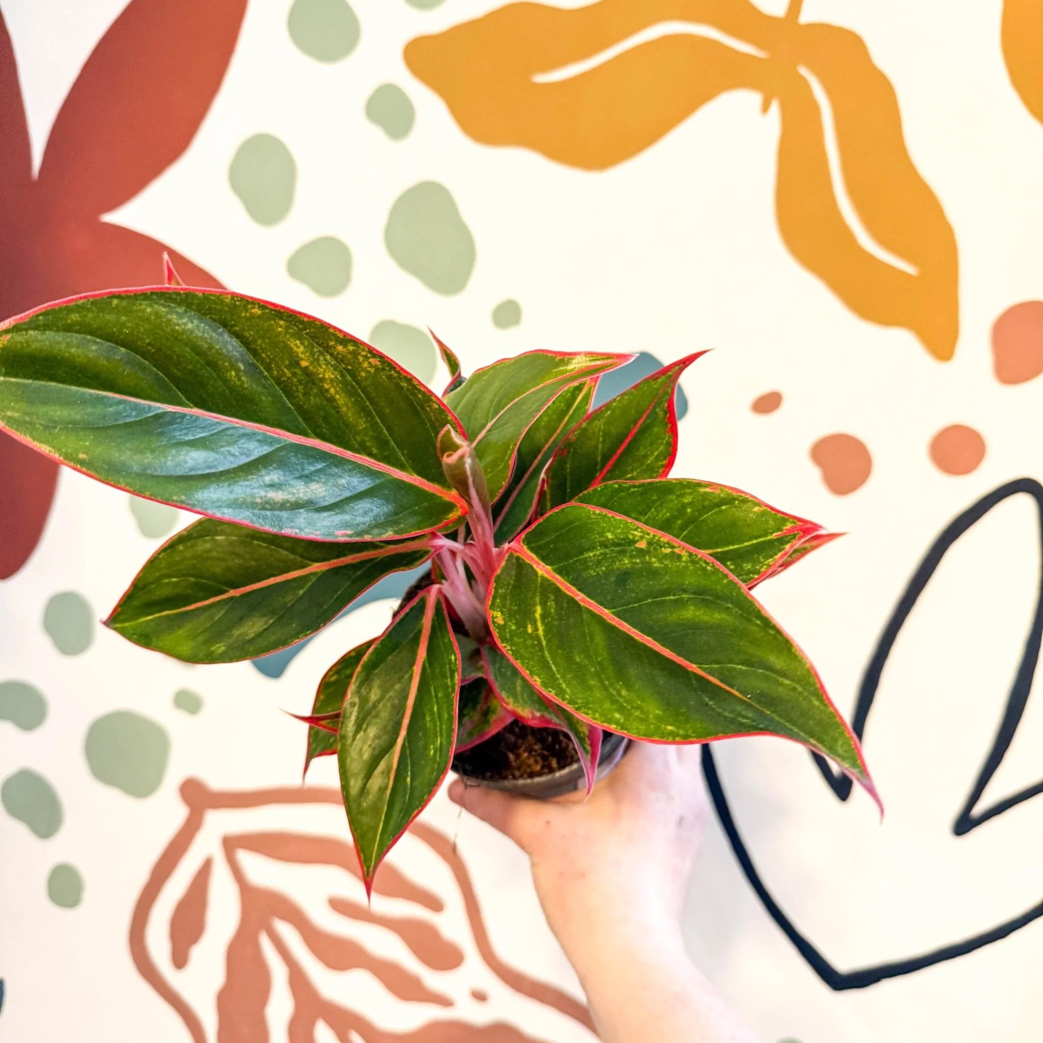 Aglaonema 'Jungle Red' - Chinese Evergreen - Image 3