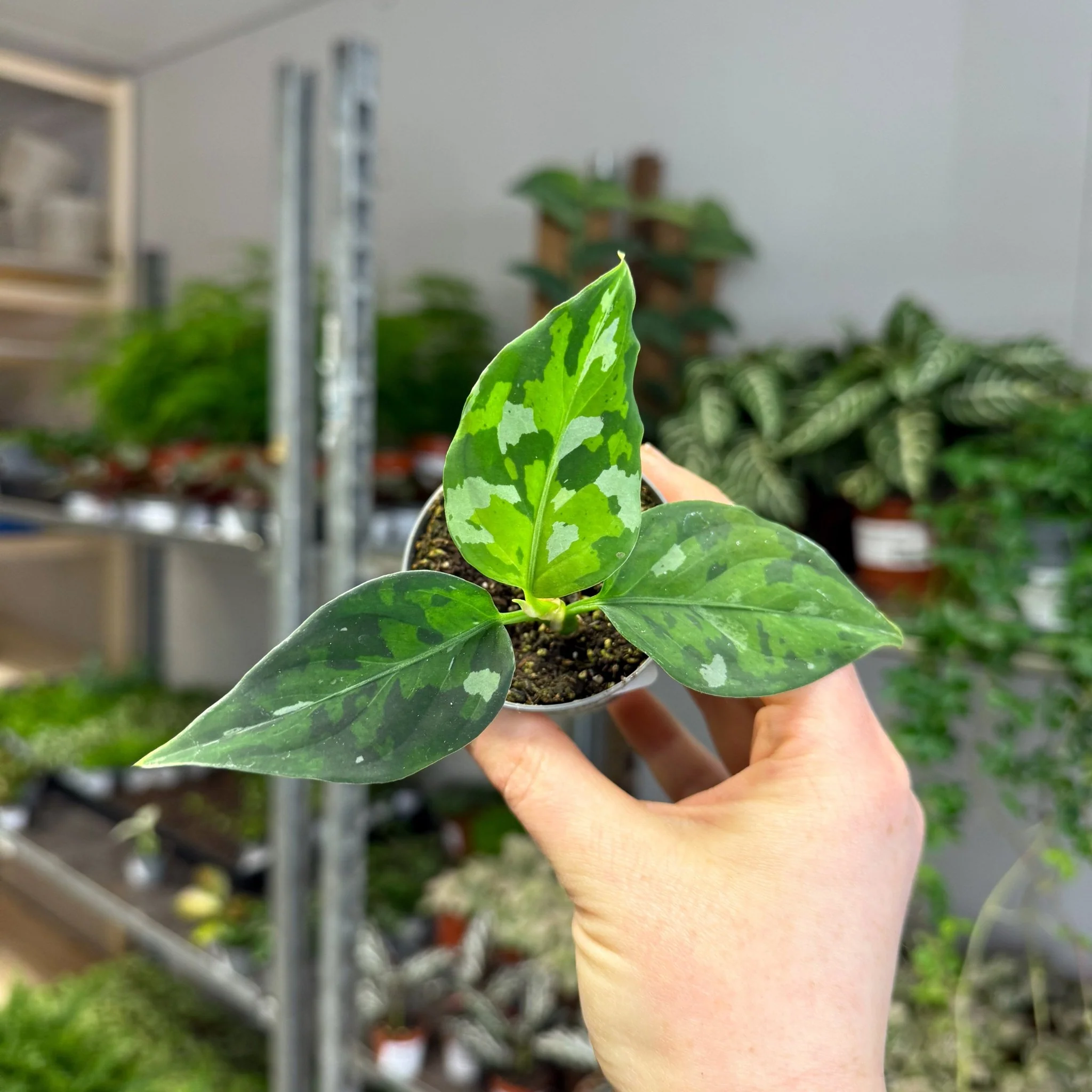 Aglaonema pictum ‘Tricolour’ - Camouflage Plant