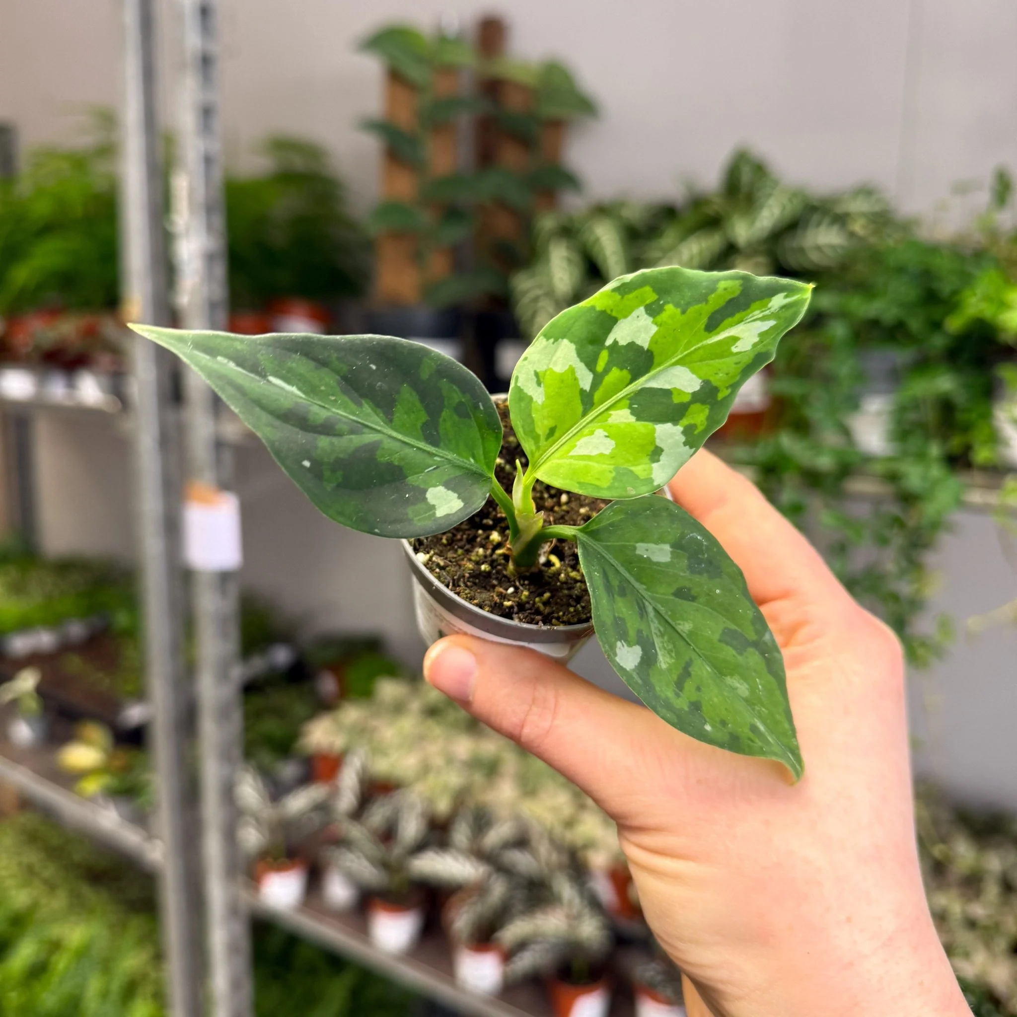 Aglaonema pictum ‘Tricolour’ - Camouflage Plant - Image 10