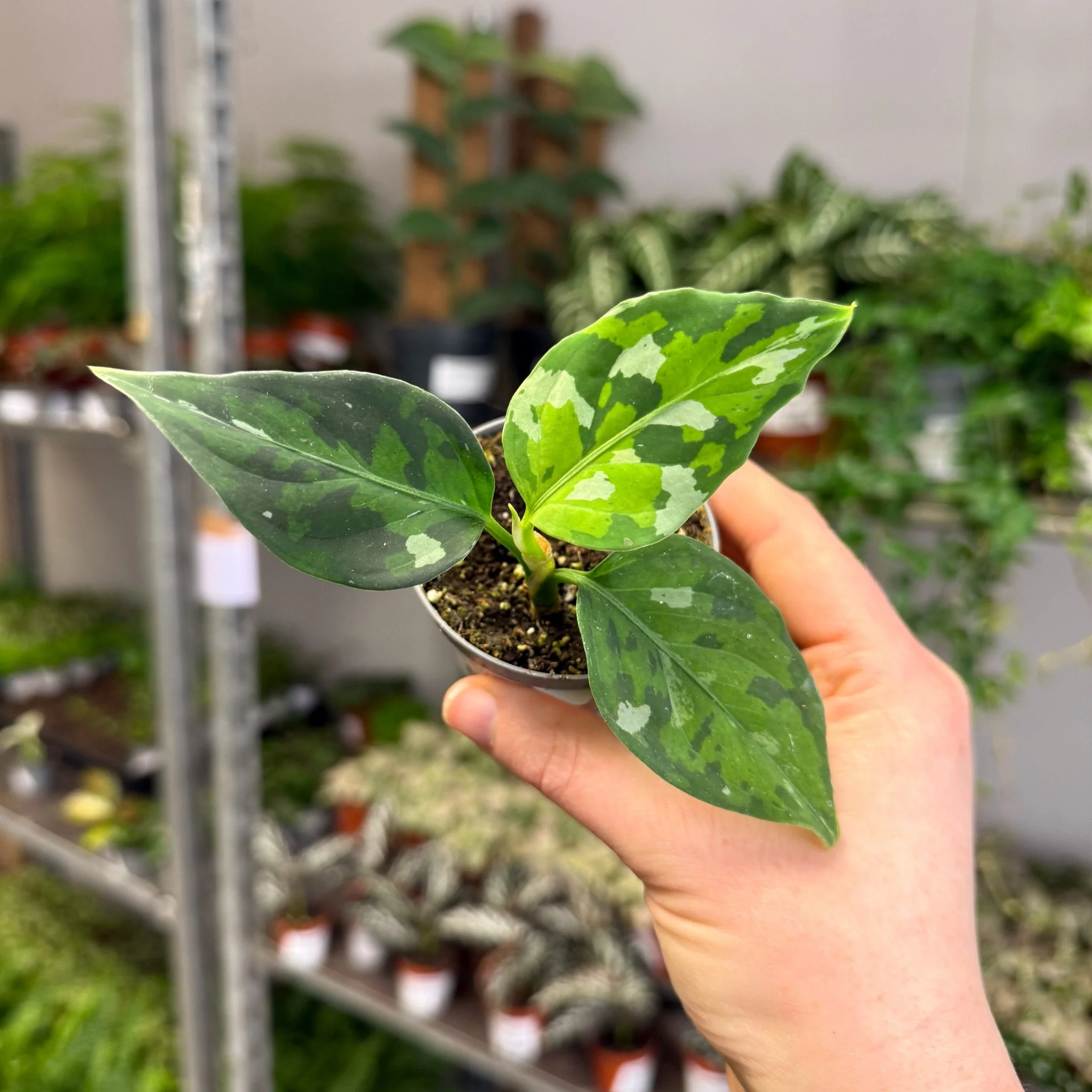 Aglaonema pictum ‘Tricolour’ - Camouflage Plant - Image 11