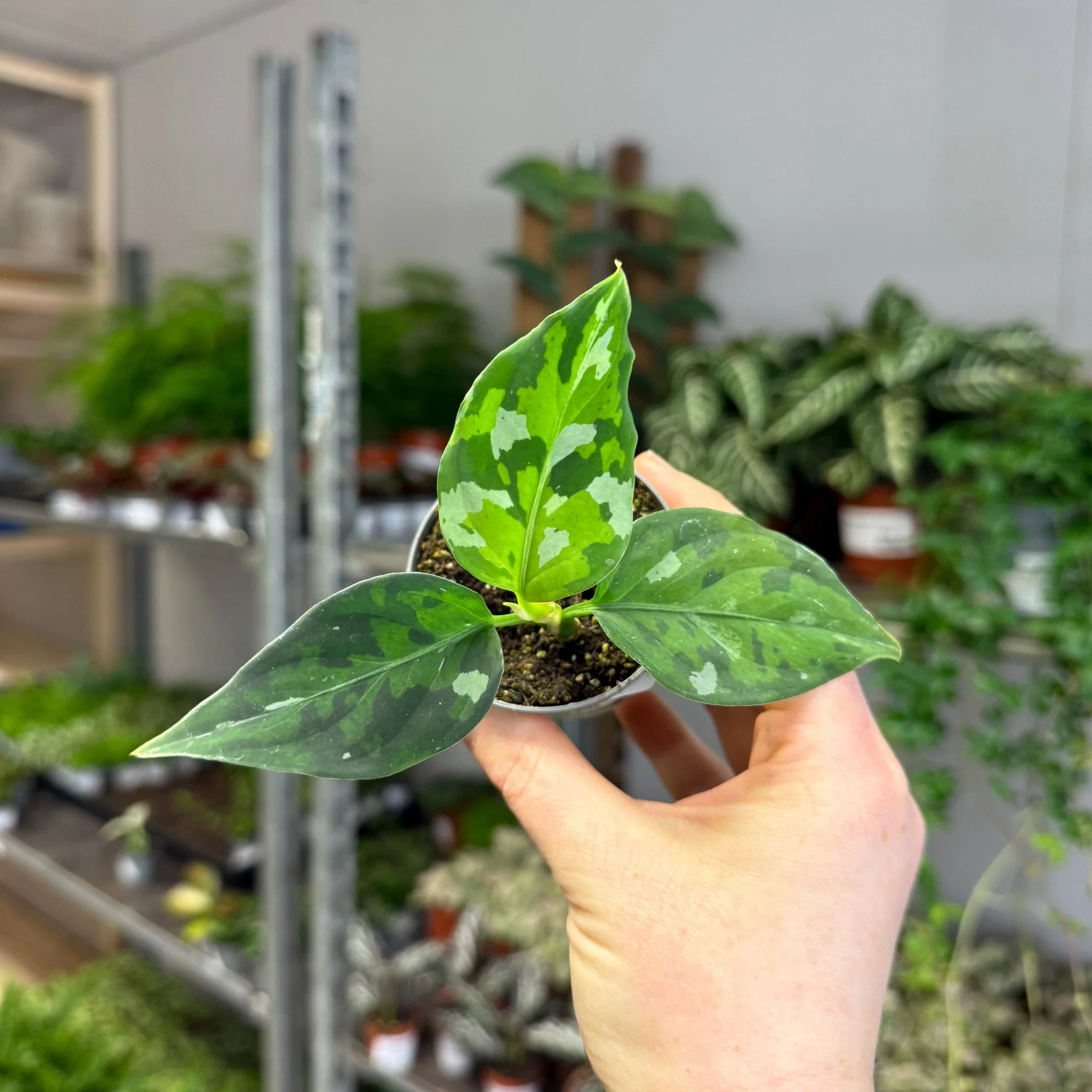 Aglaonema pictum ‘Tricolour’ - Camouflage Plant - Image 2