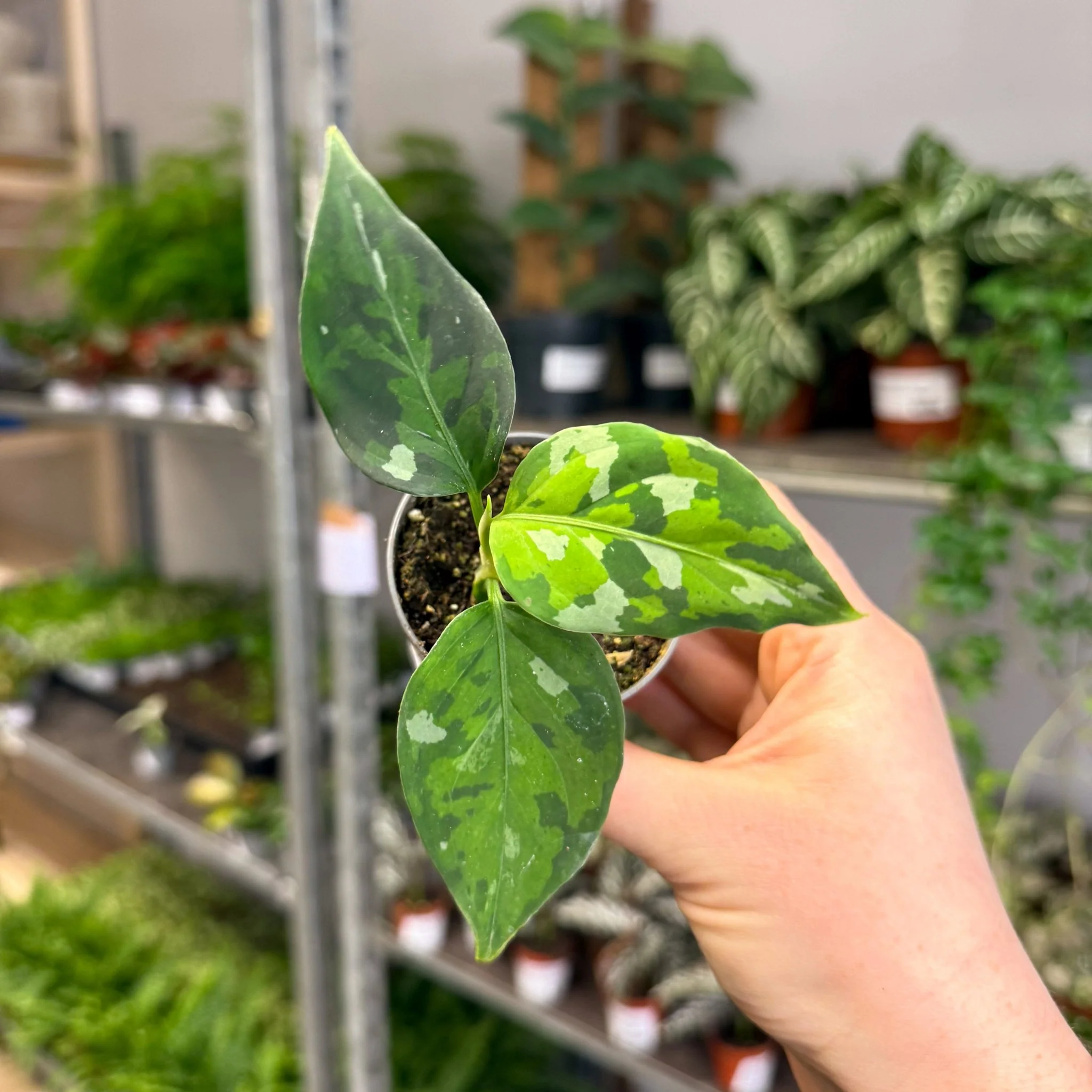 Aglaonema pictum ‘Tricolour’ - Camouflage Plant - Image 3