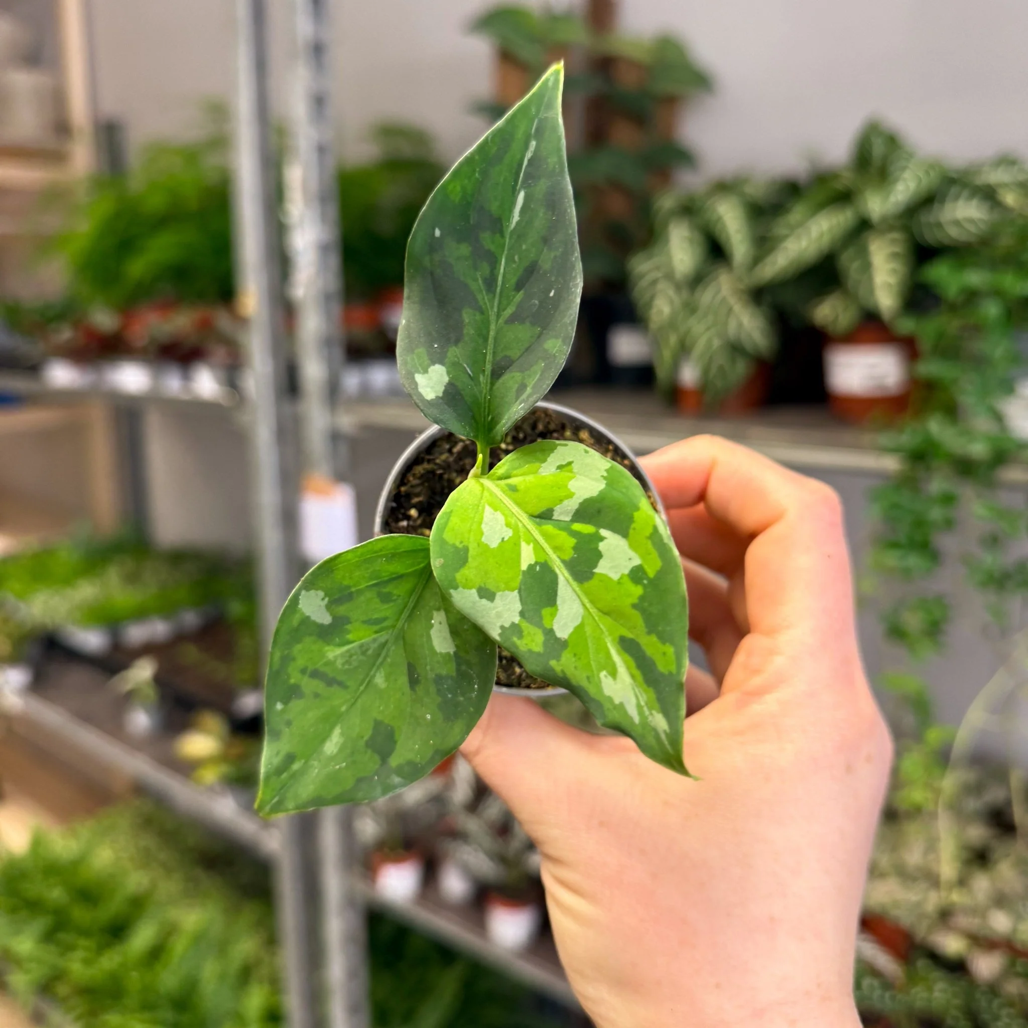 Aglaonema pictum ‘Tricolour’ - Camouflage Plant - Image 4