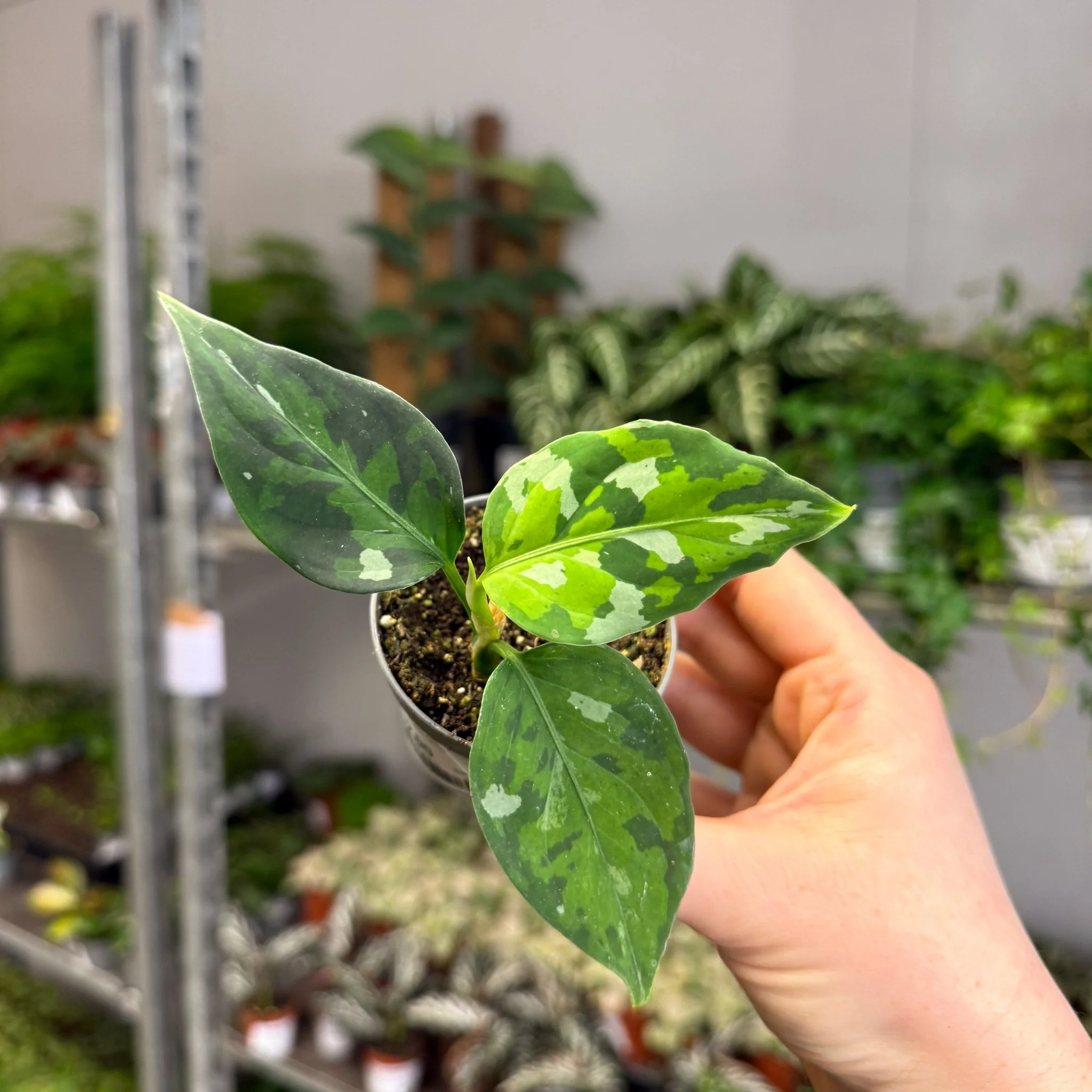 Aglaonema pictum ‘Tricolour’ - Camouflage Plant - Image 5