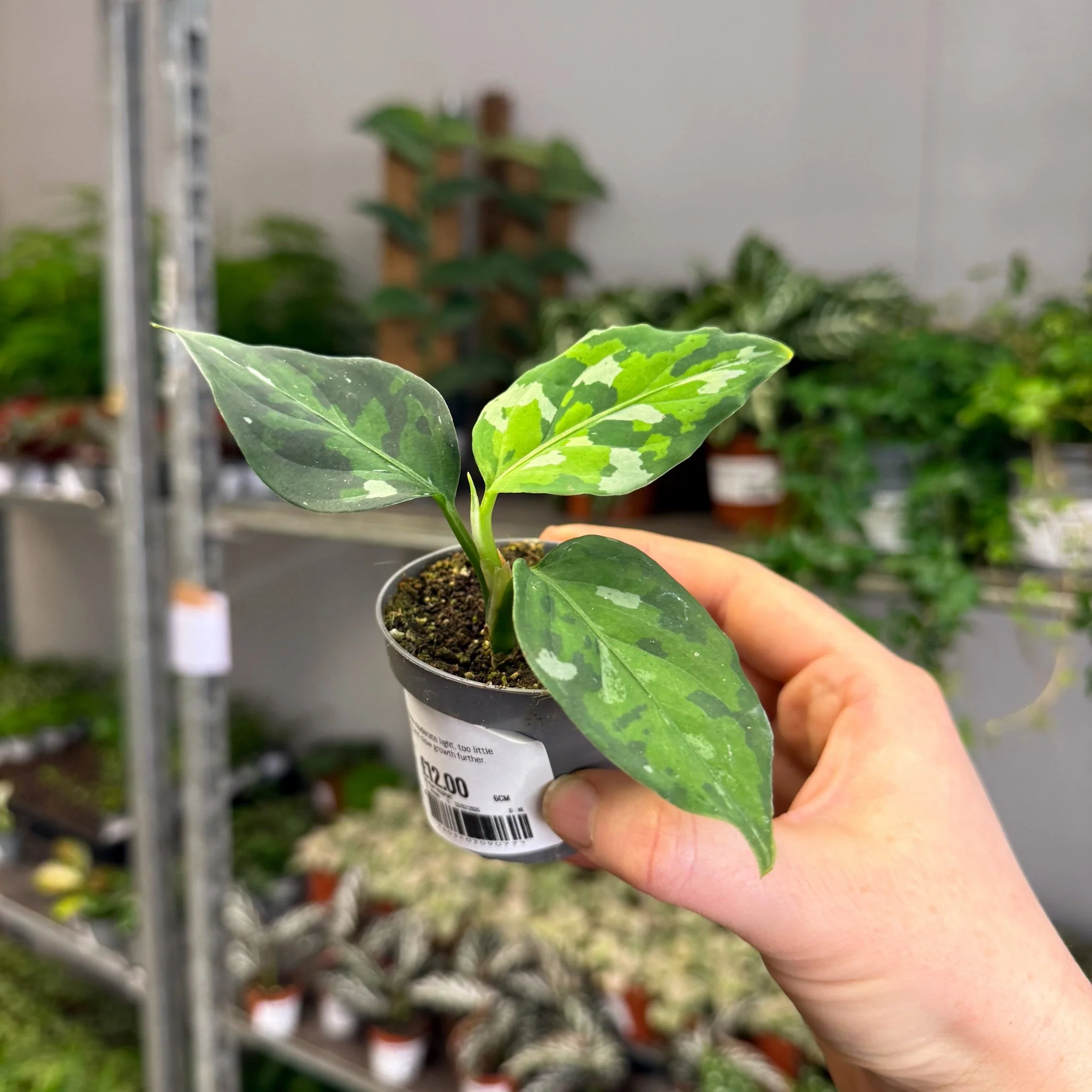 Aglaonema pictum ‘Tricolour’ - Camouflage Plant - Image 6