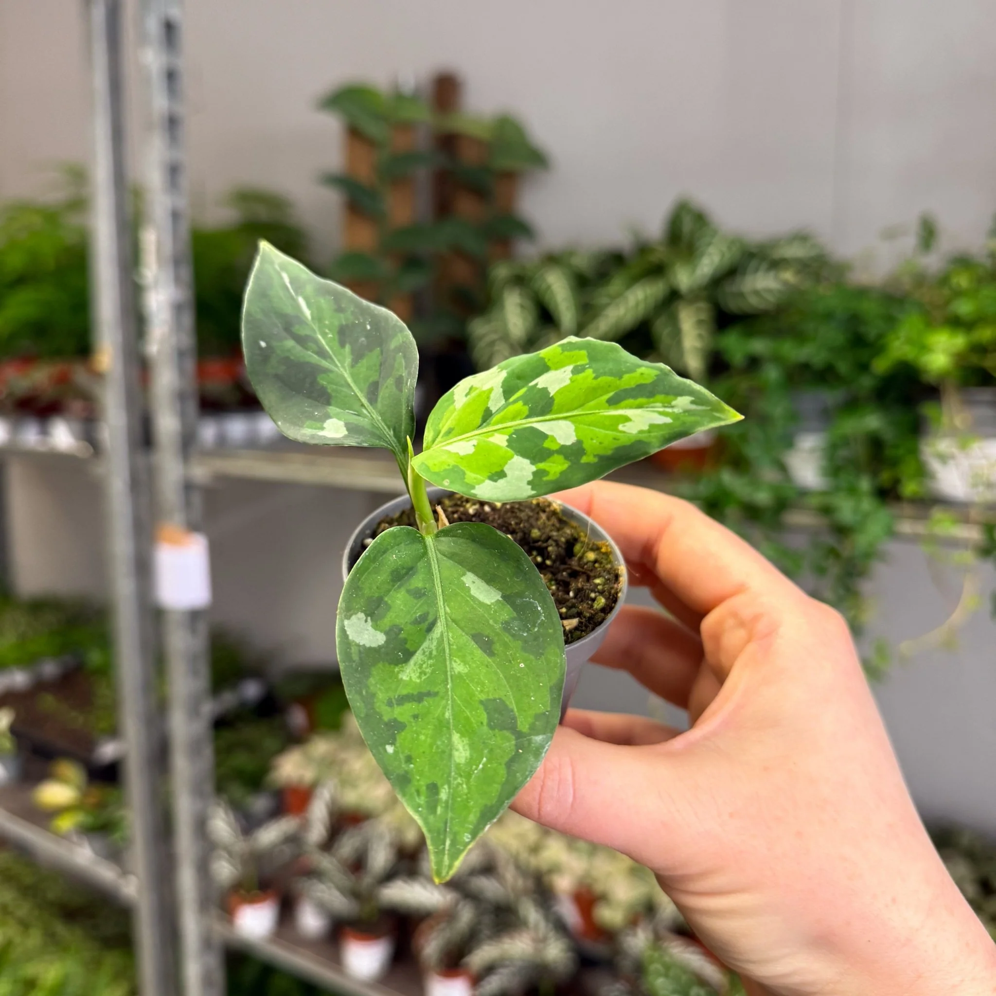 Aglaonema pictum ‘Tricolour’ - Camouflage Plant - Image 7