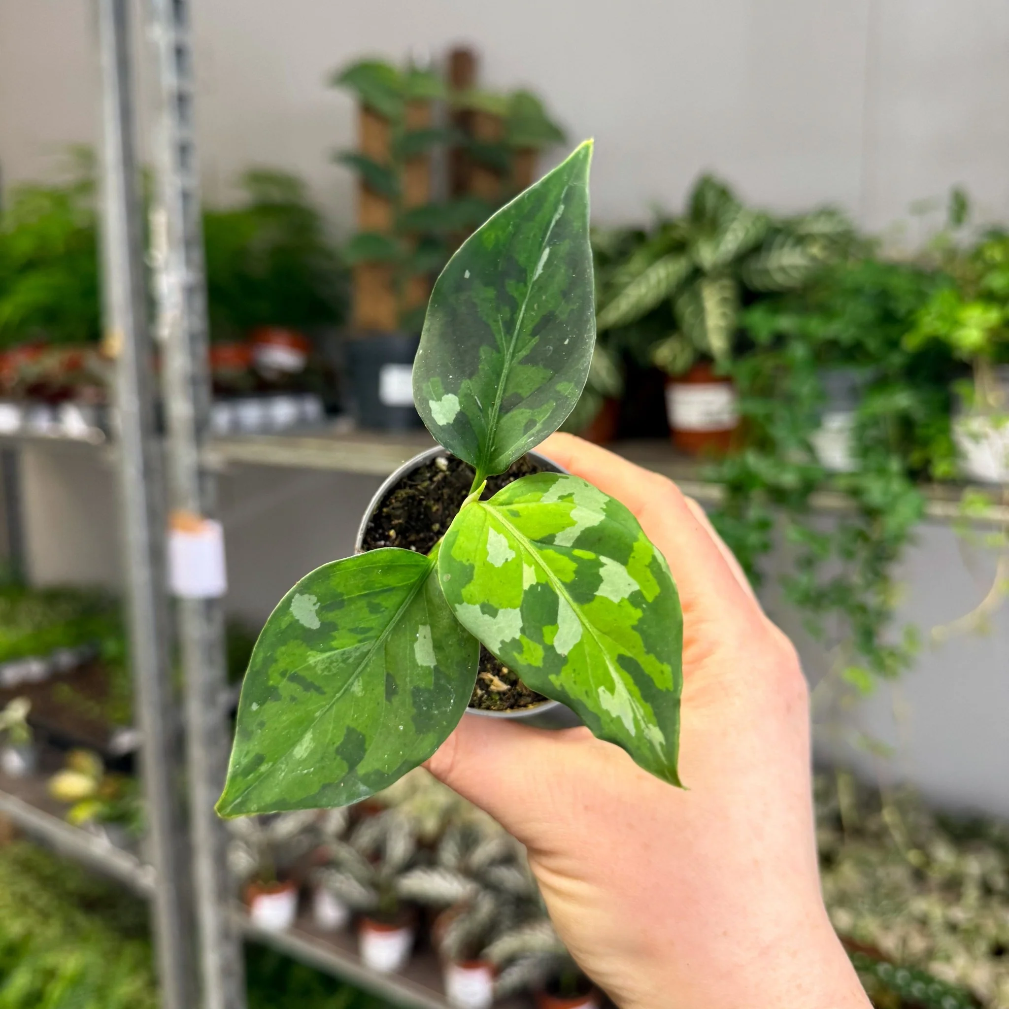 Aglaonema pictum ‘Tricolour’ - Camouflage Plant - Image 8