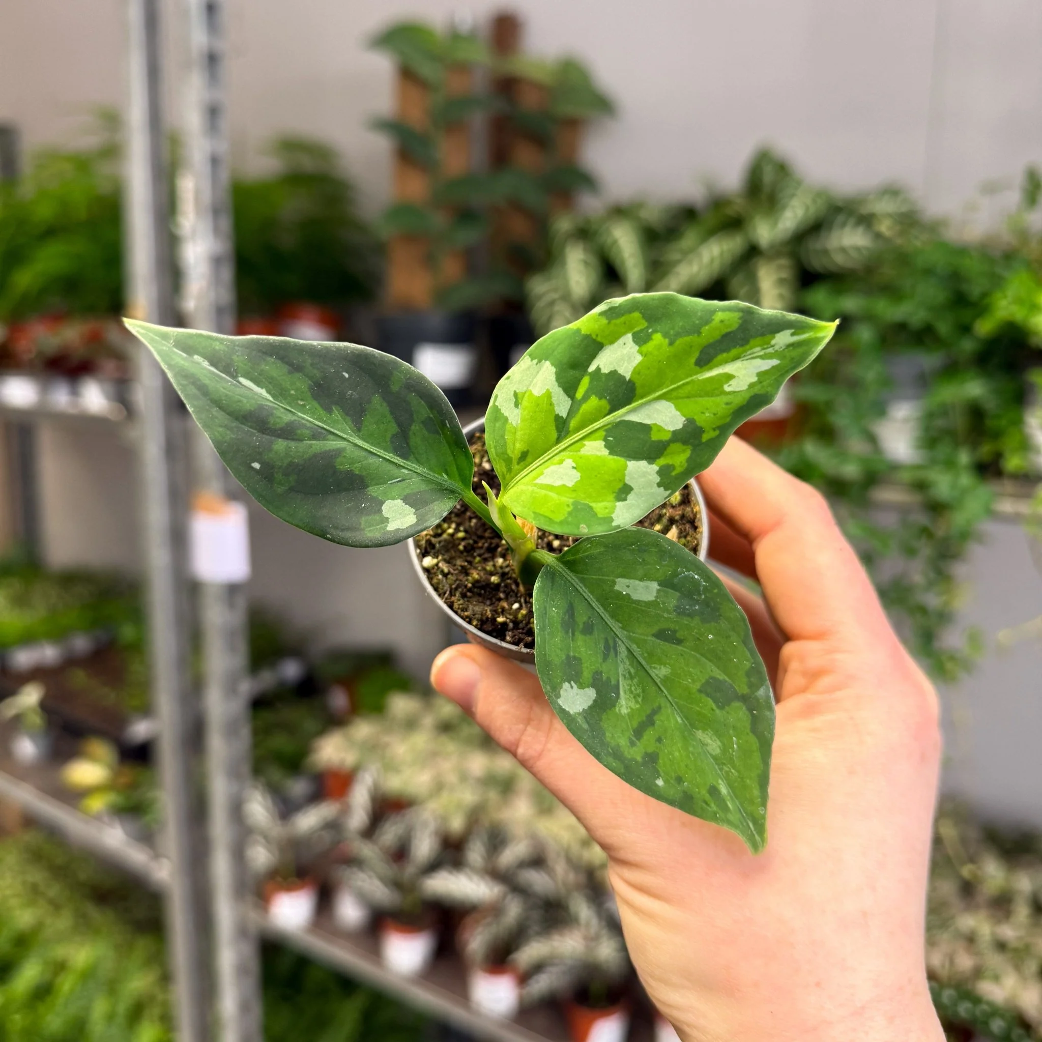 Aglaonema pictum ‘Tricolour’ - Camouflage Plant - Image 9