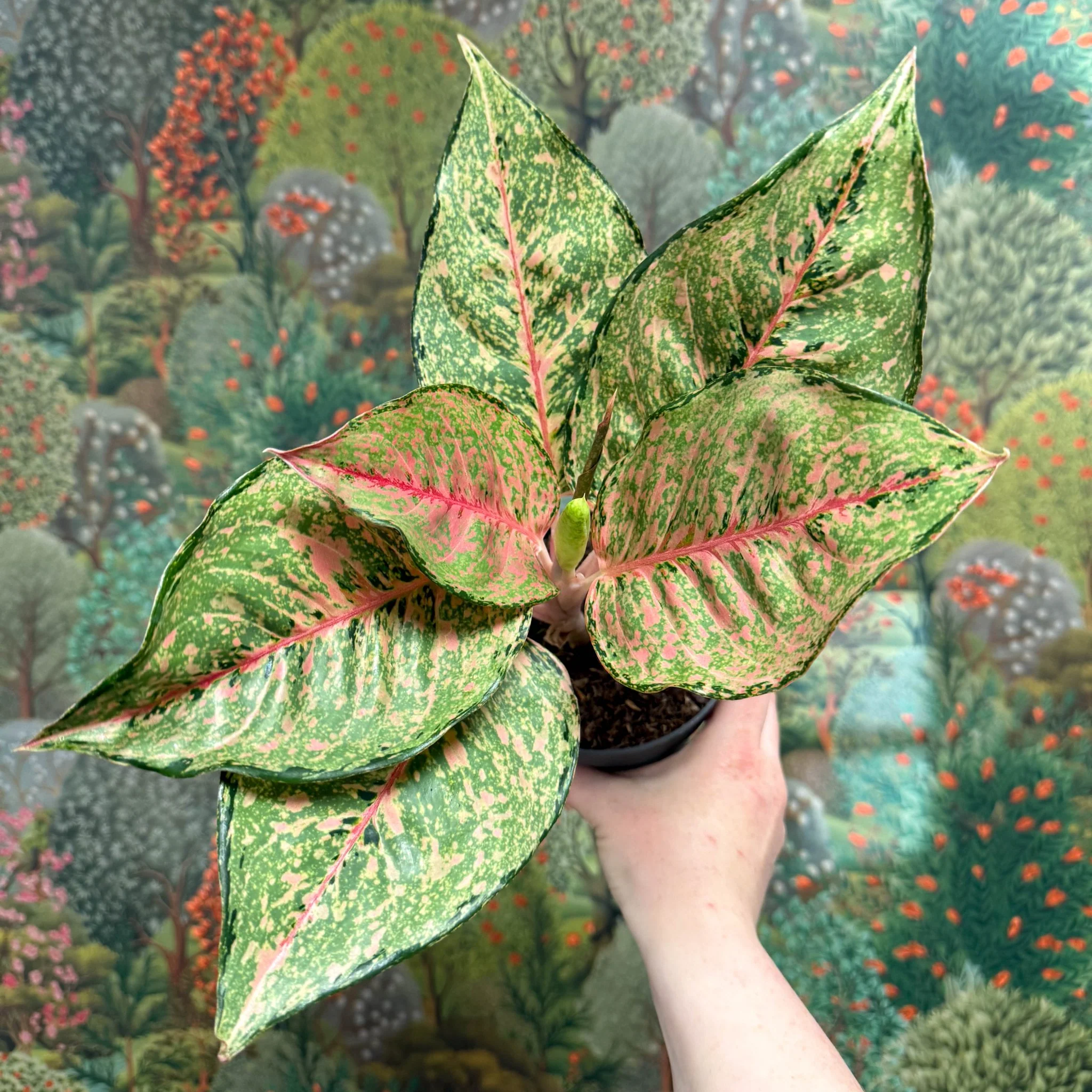 Aglaonema ‘Pistachio Pink’ – Chinese Evergreen