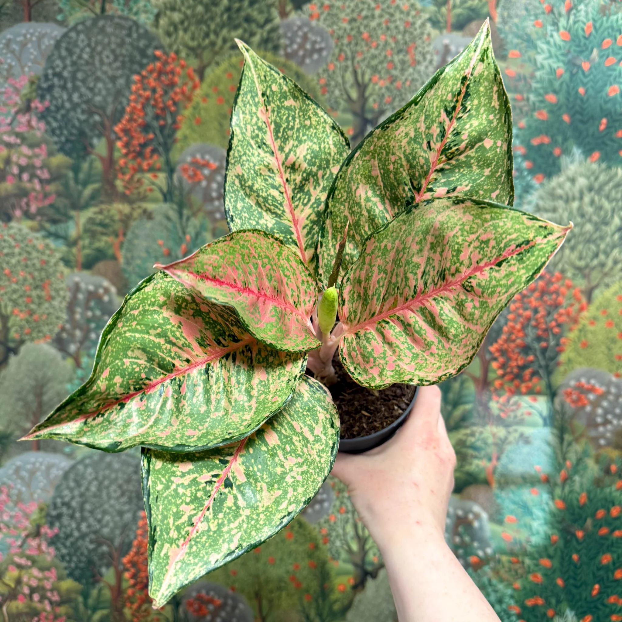 Aglaonema ‘Pistachio Pink’ – Chinese Evergreen - Image 6
