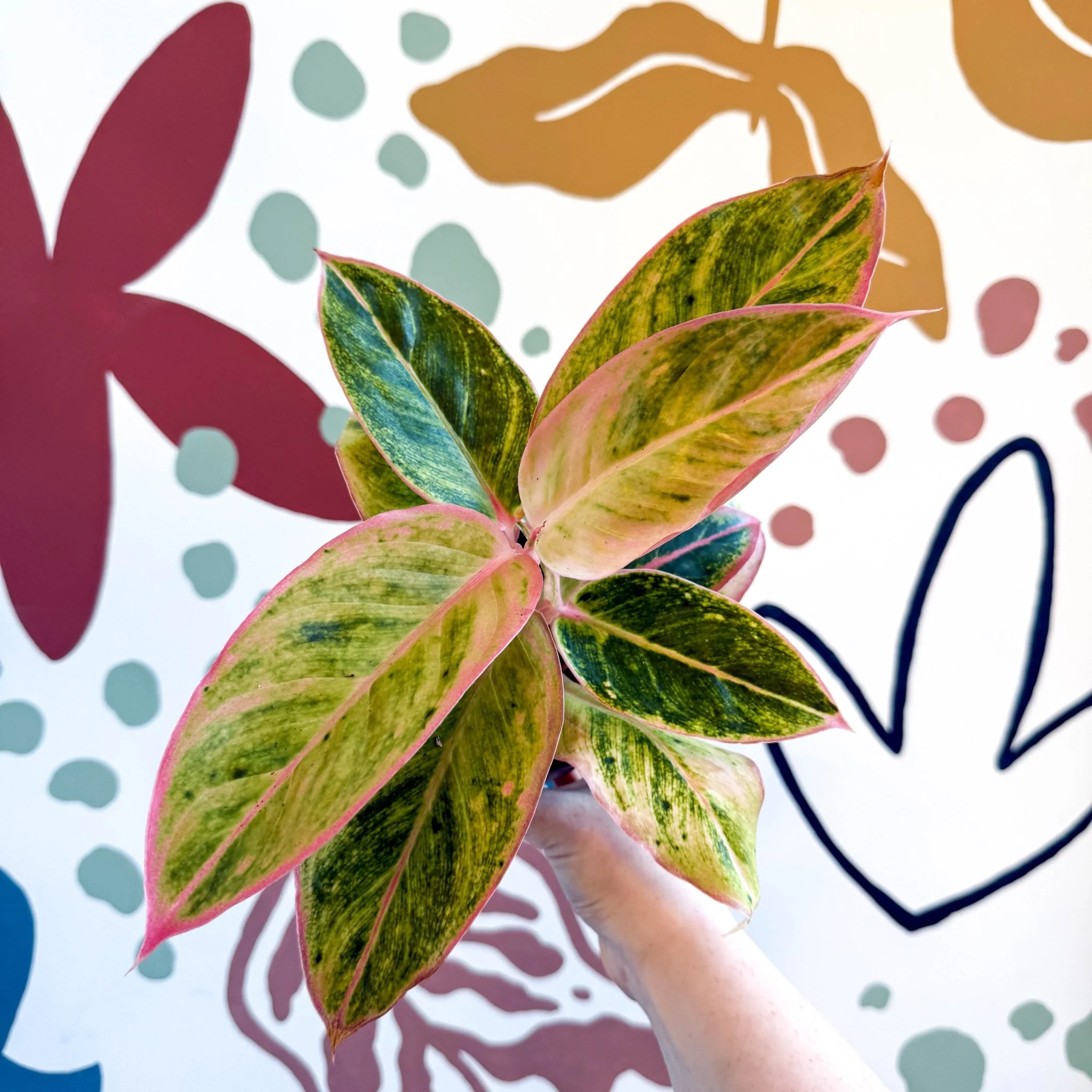 Aglaonema 'Salmon Fantasy' - Chinese Evergreen