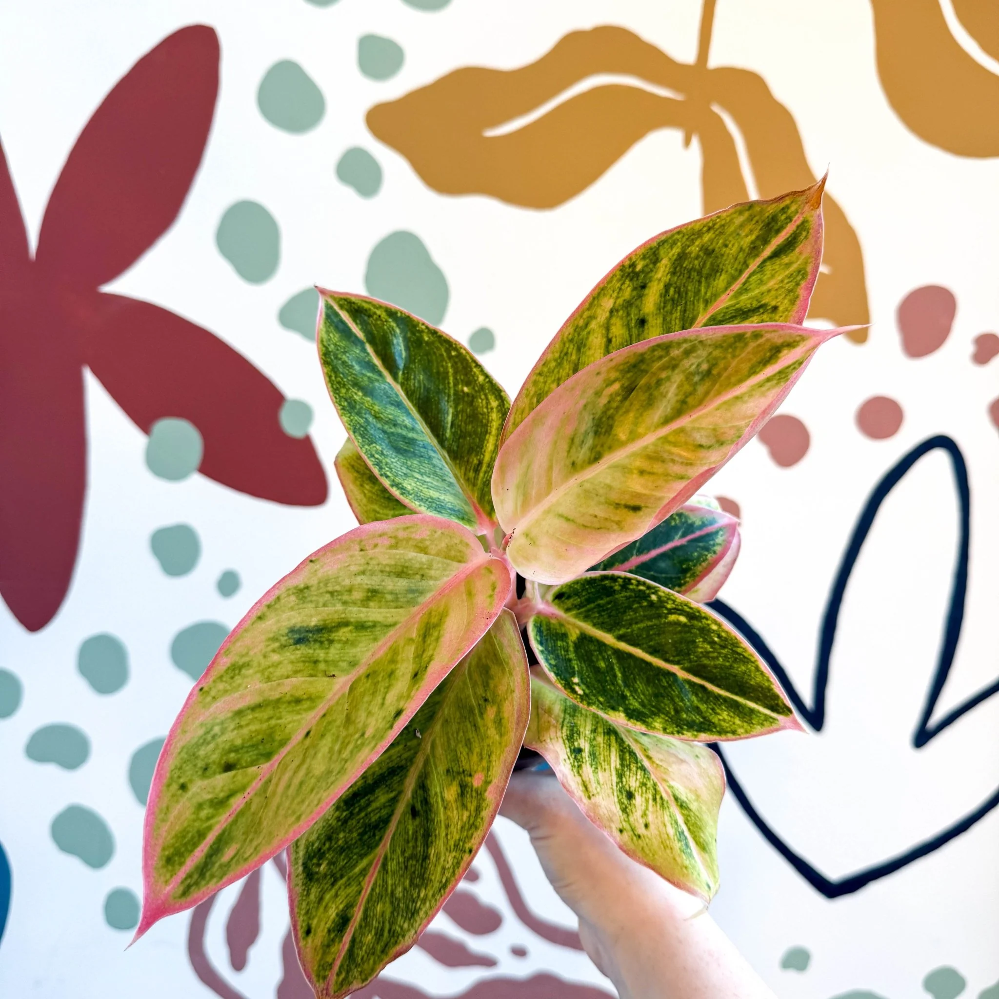 Aglaonema 'Salmon Fantasy' - Chinese Evergreen - Image 10
