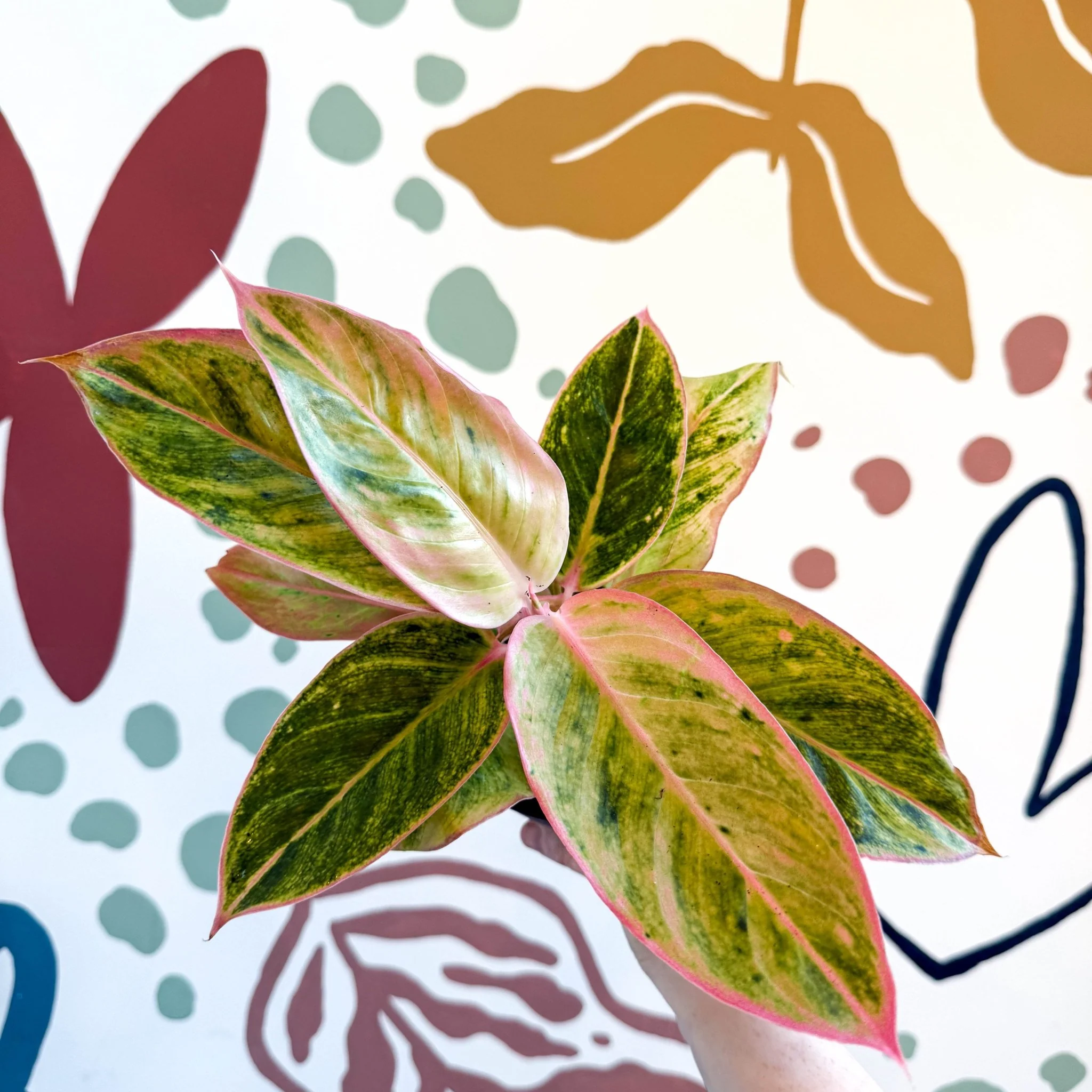 Aglaonema 'Salmon Fantasy' - Chinese Evergreen - Image 11