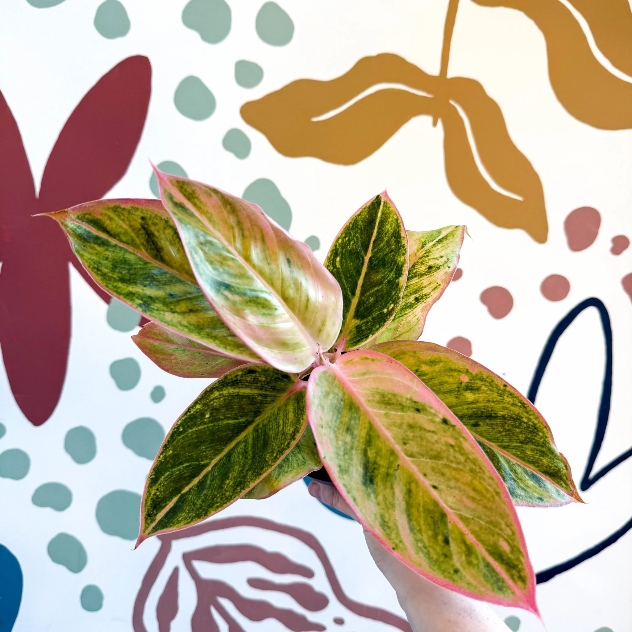 Aglaonema 'Salmon Fantasy' - Chinese Evergreen - Image 12