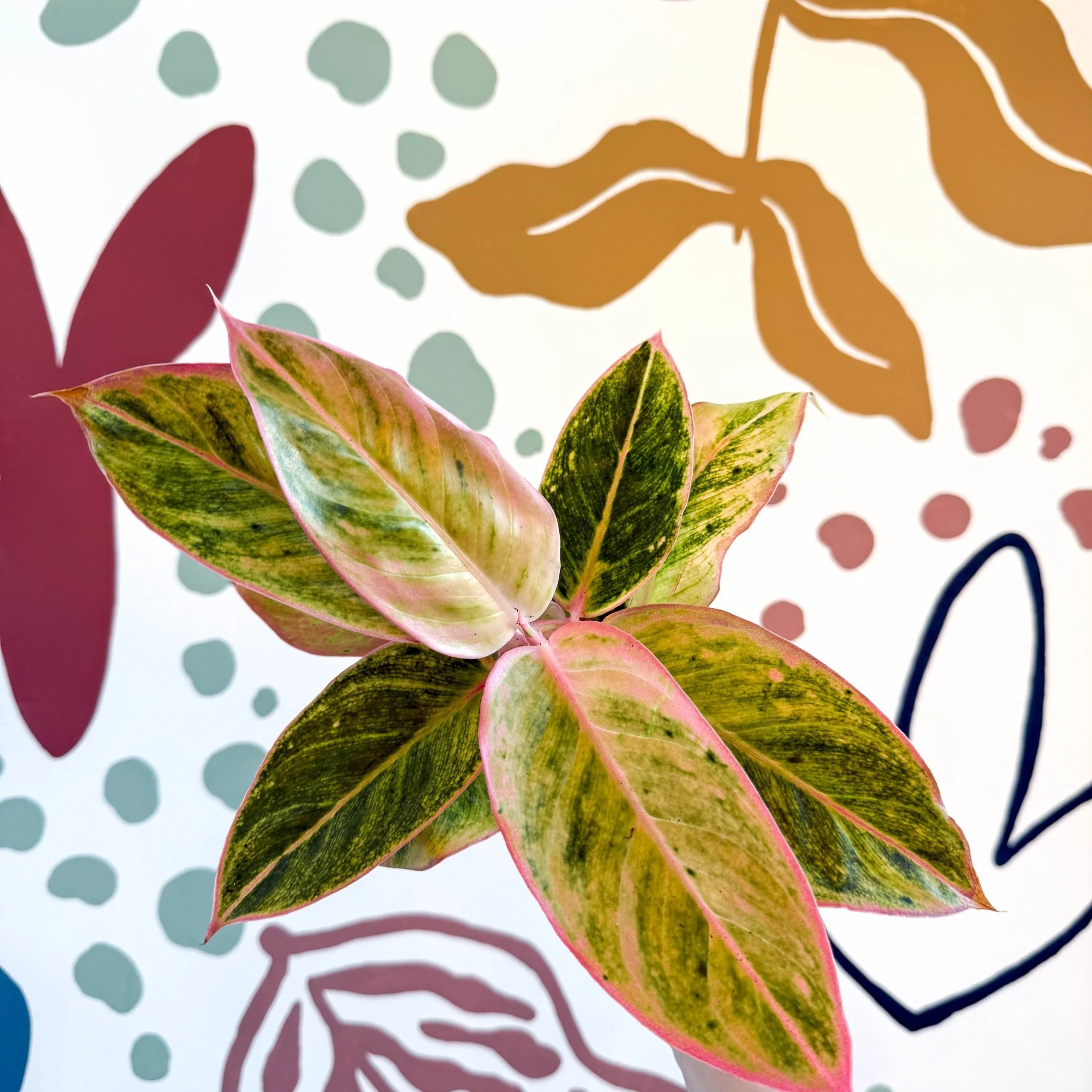 Aglaonema 'Salmon Fantasy' - Chinese Evergreen - Image 13